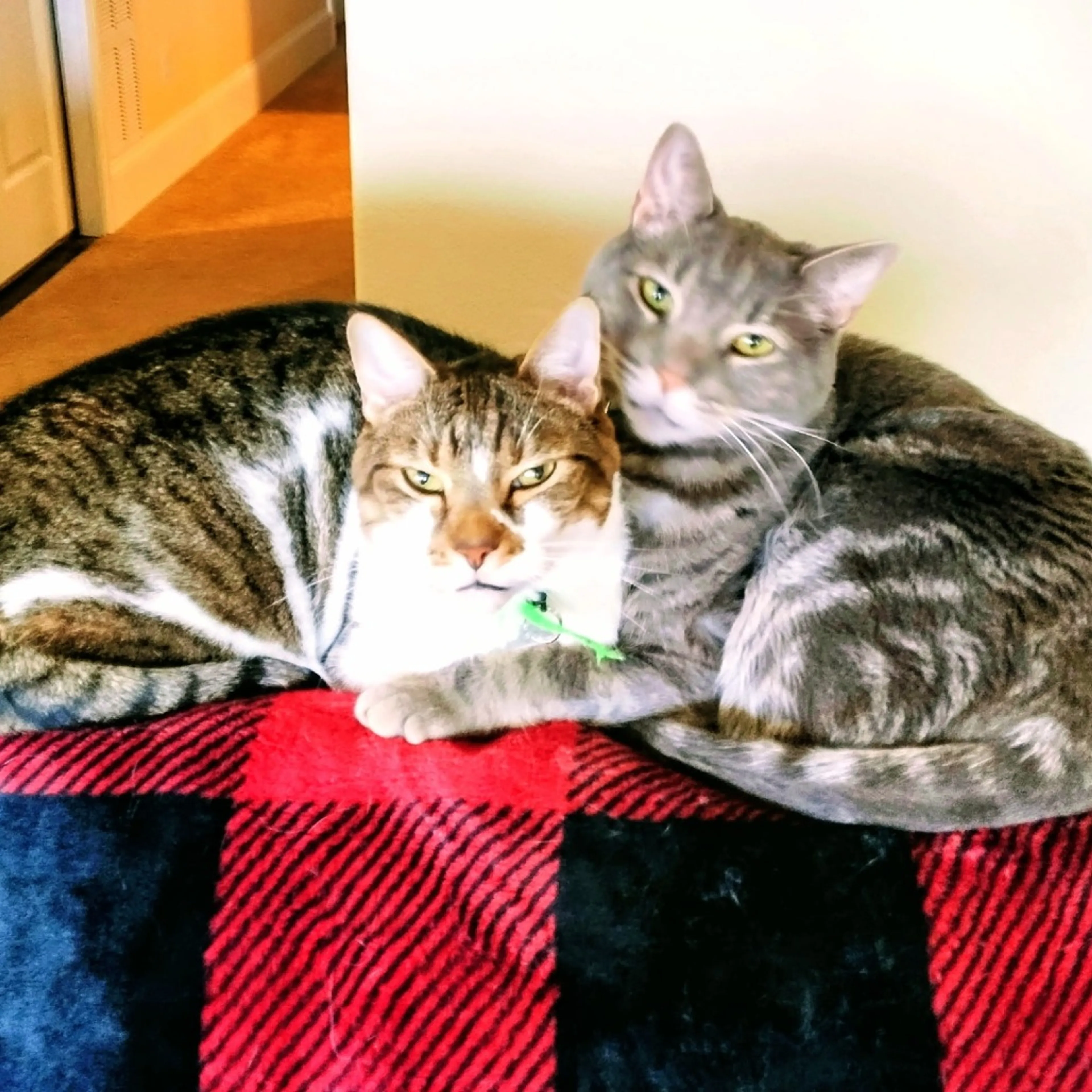 Found pet-1