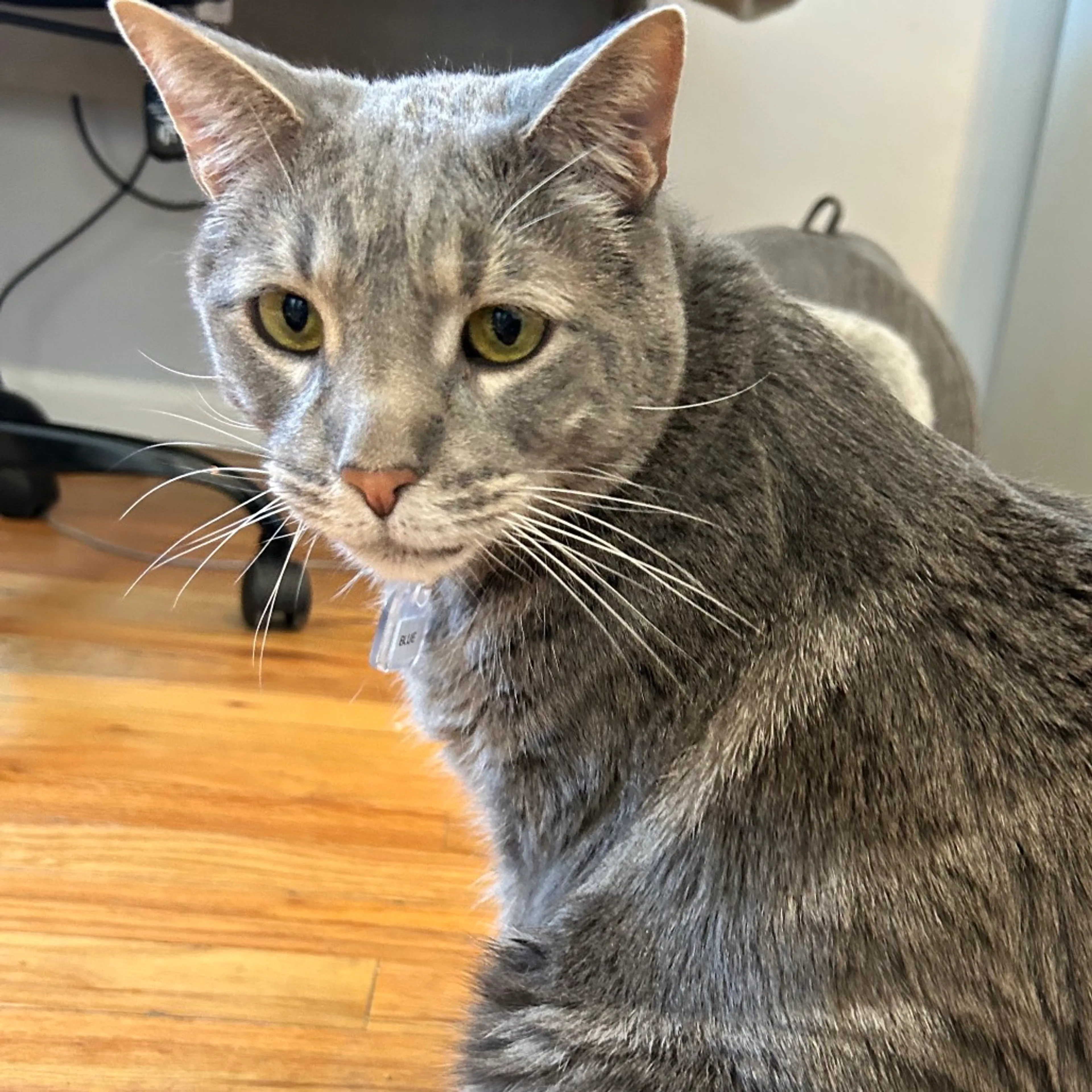 Found pet-6
