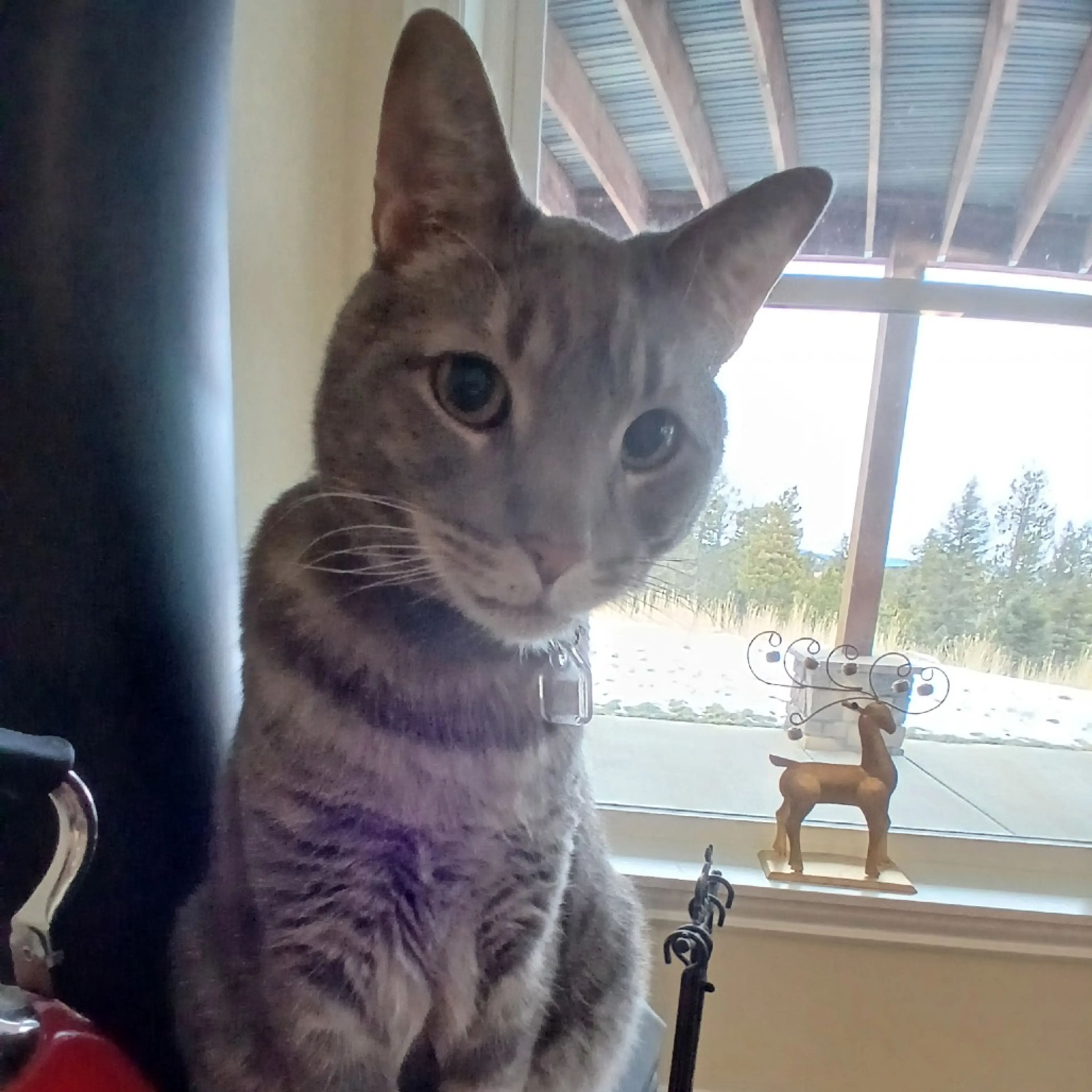 Found pet-3