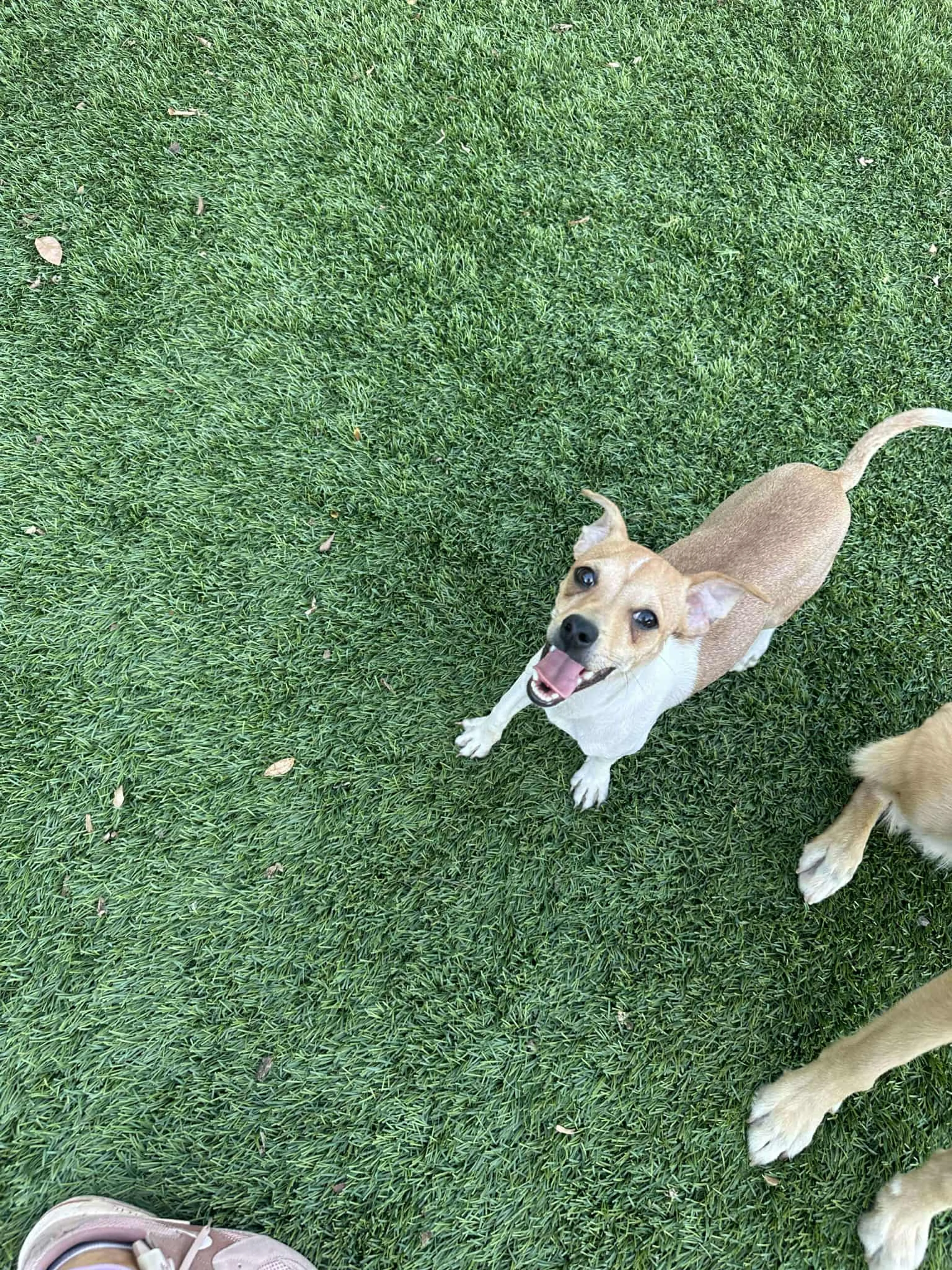 Found pet-1
