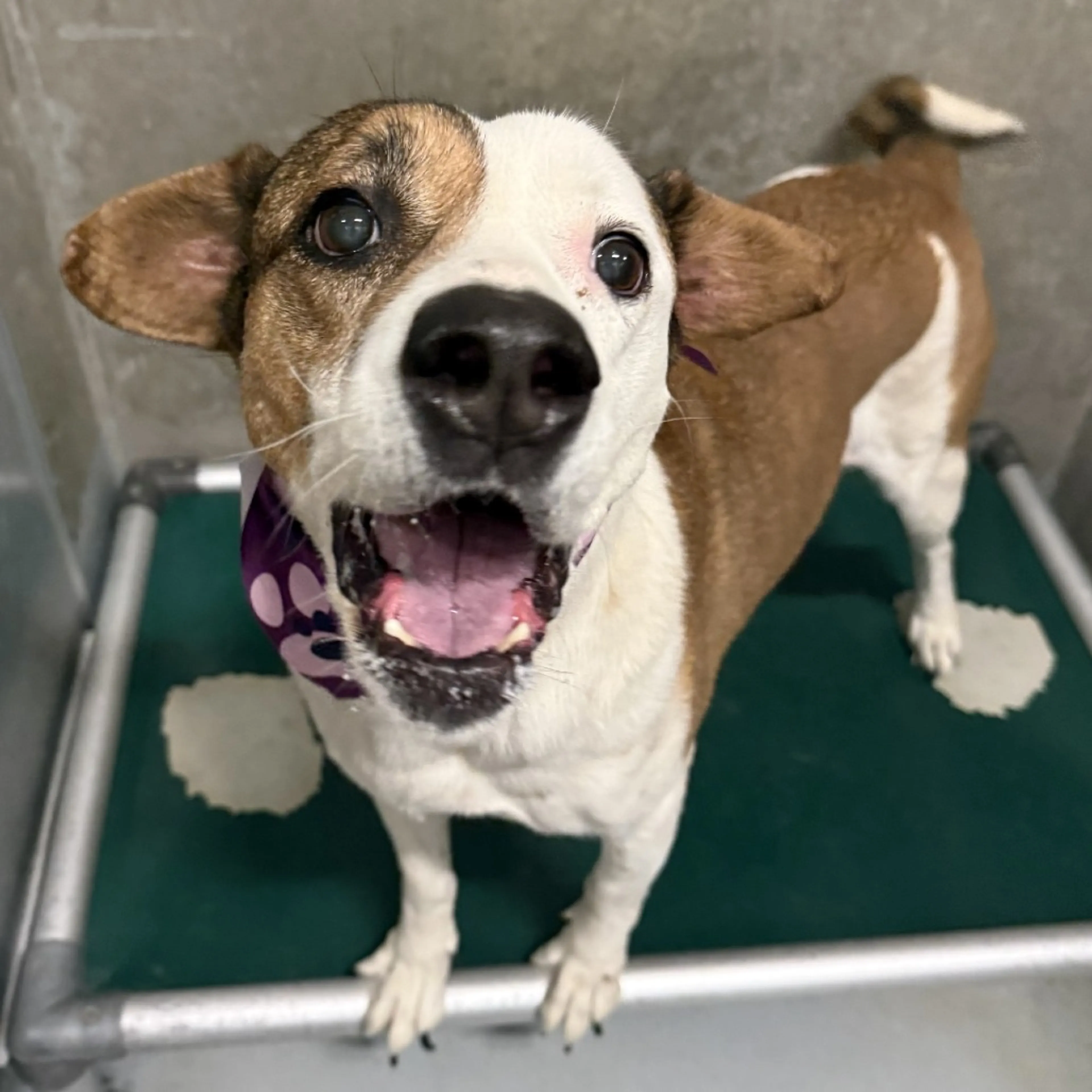 Found pet-28