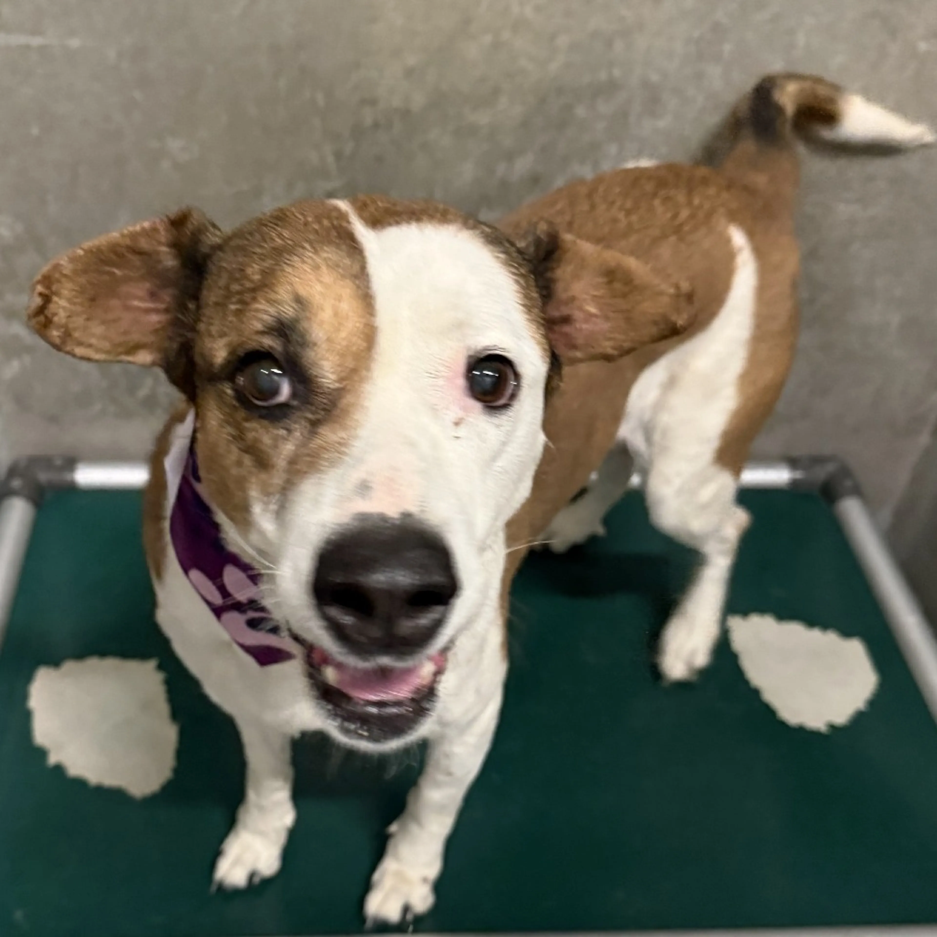 Found pet-26