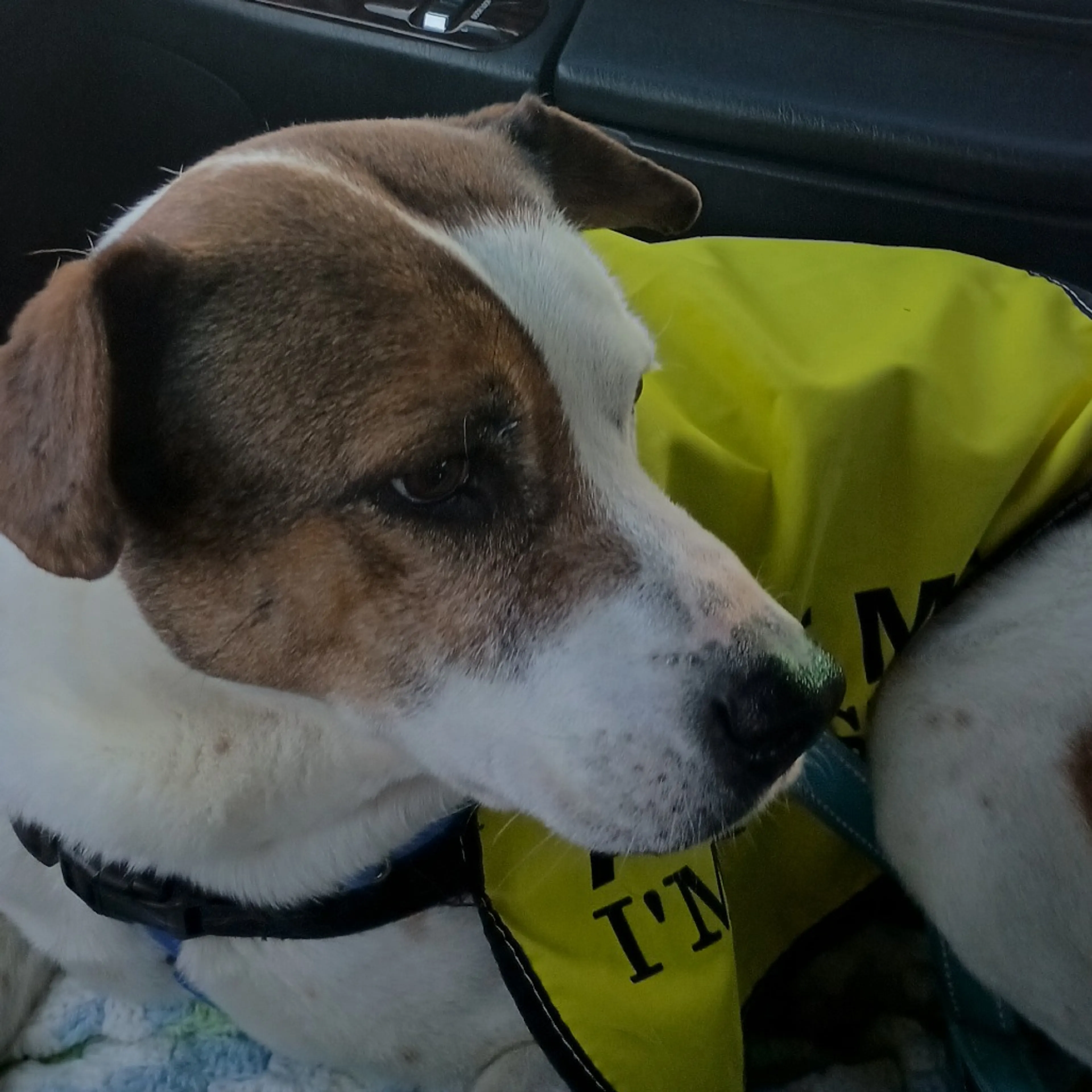 Found pet-20