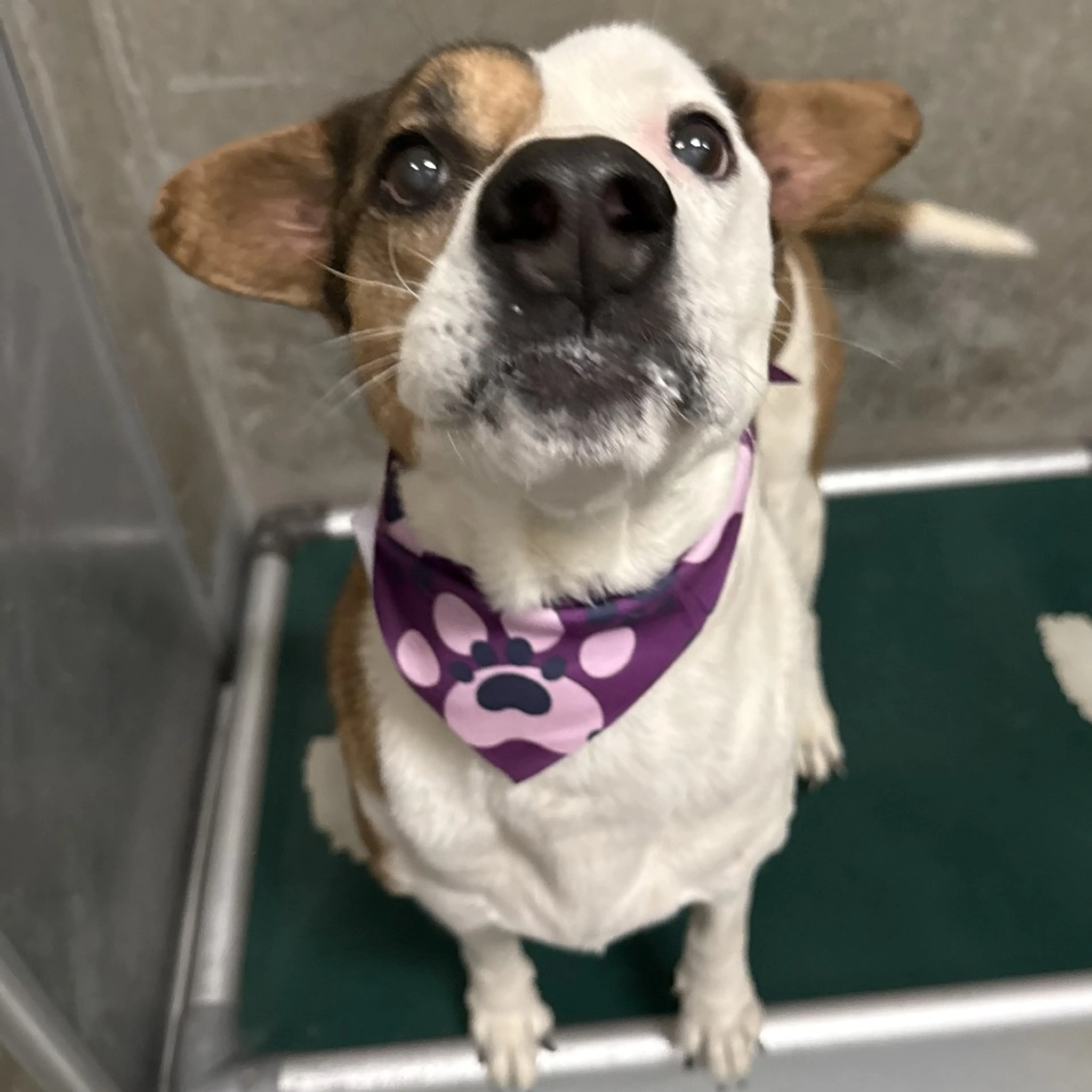 Found pet-29