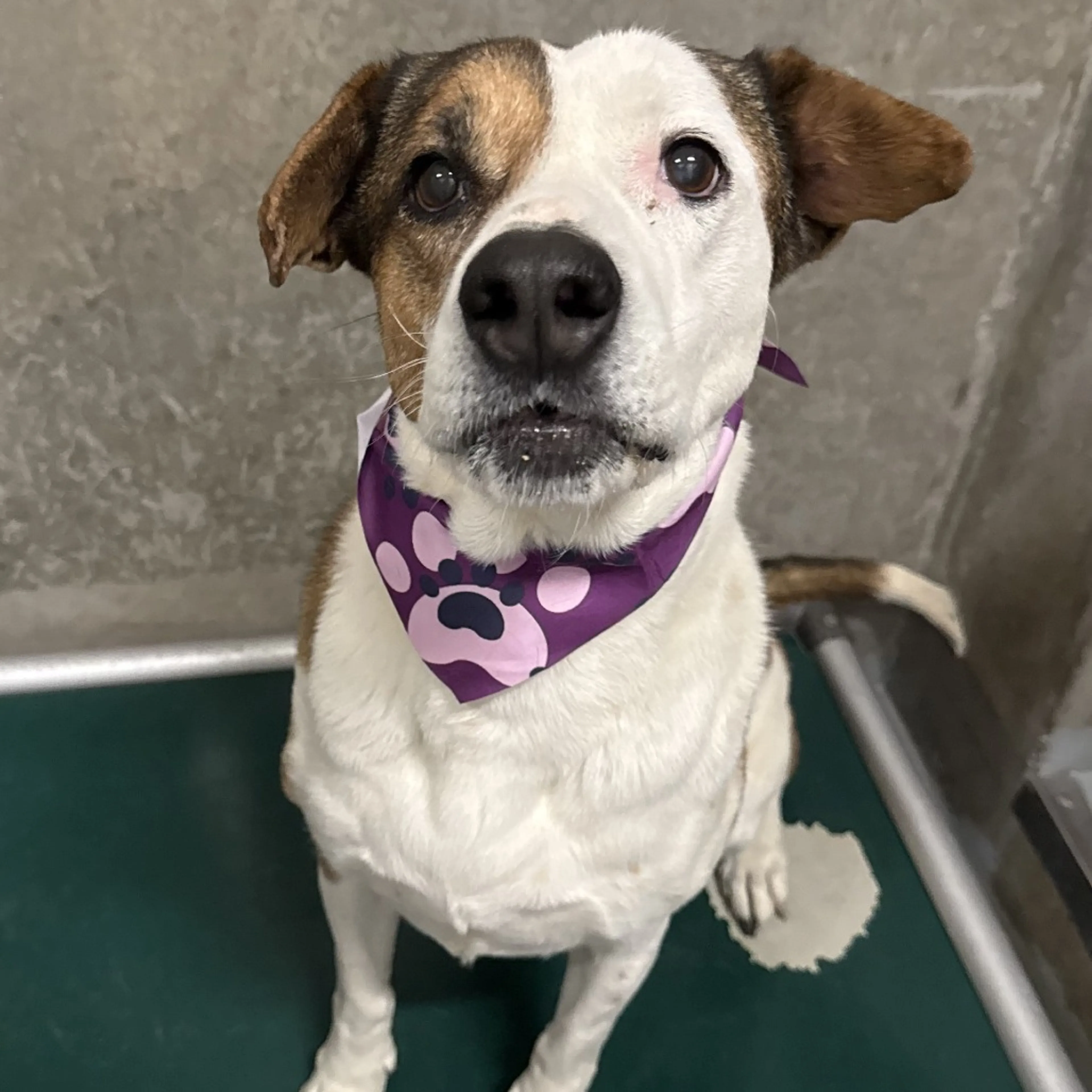 Found pet-24