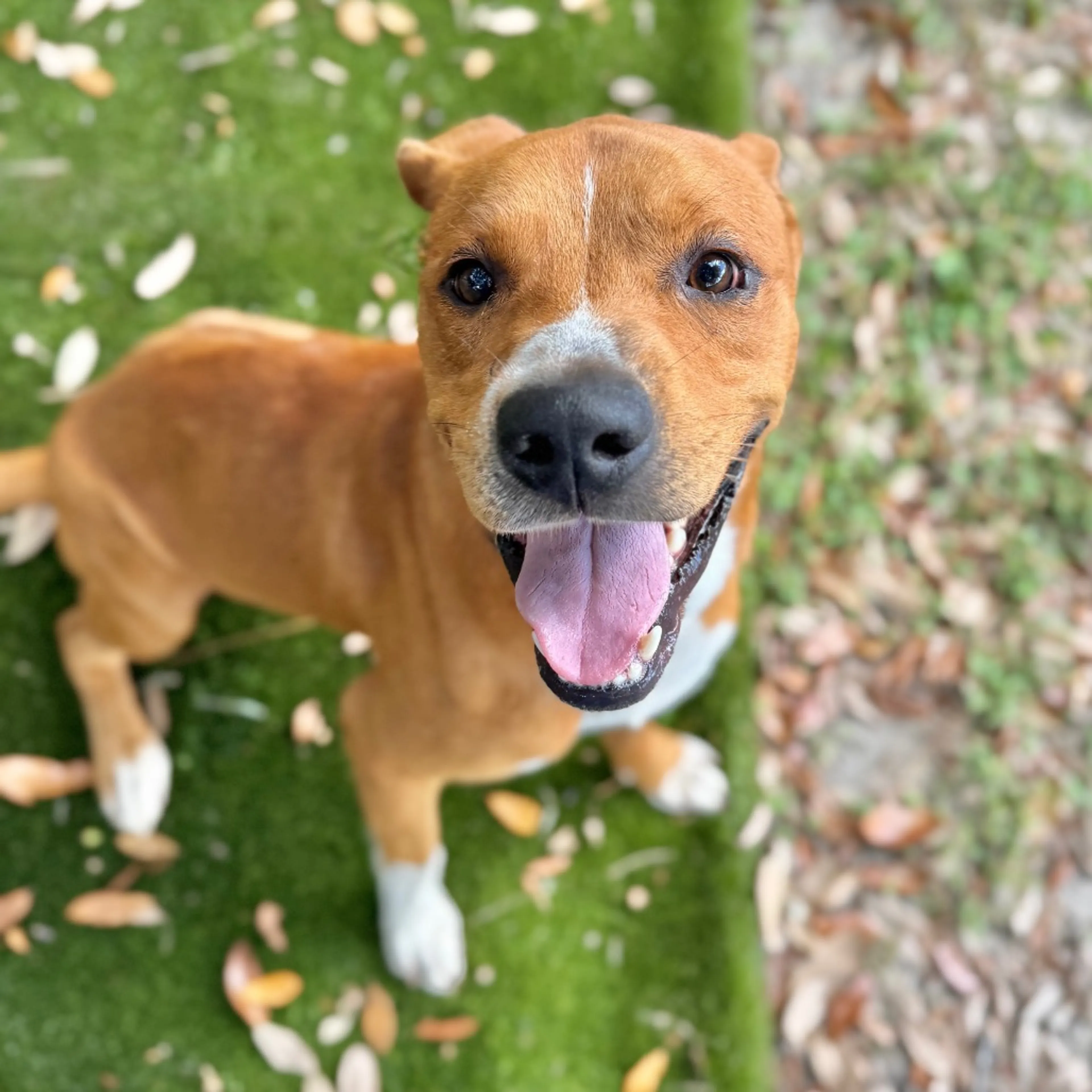 Found pet