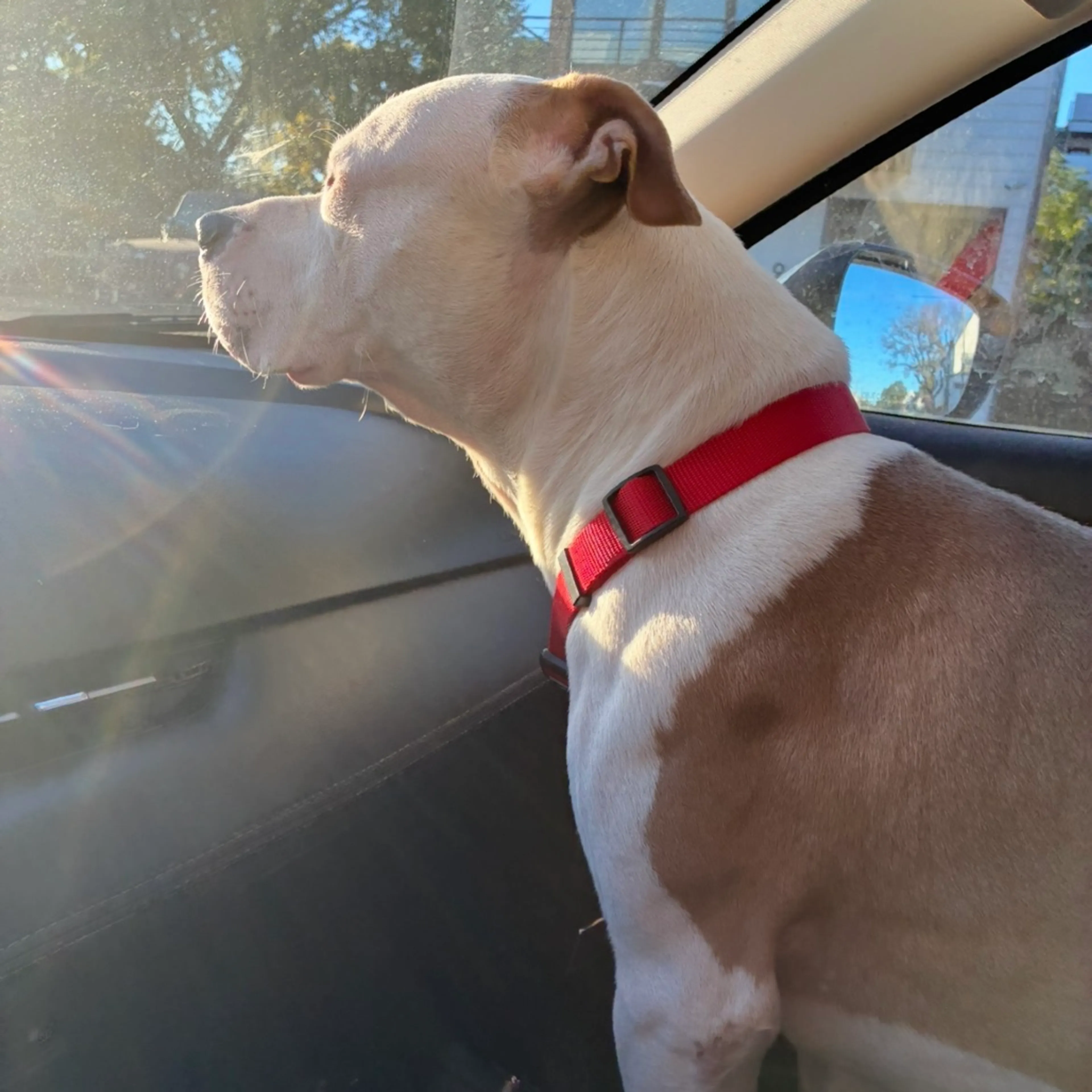 Found pet-6