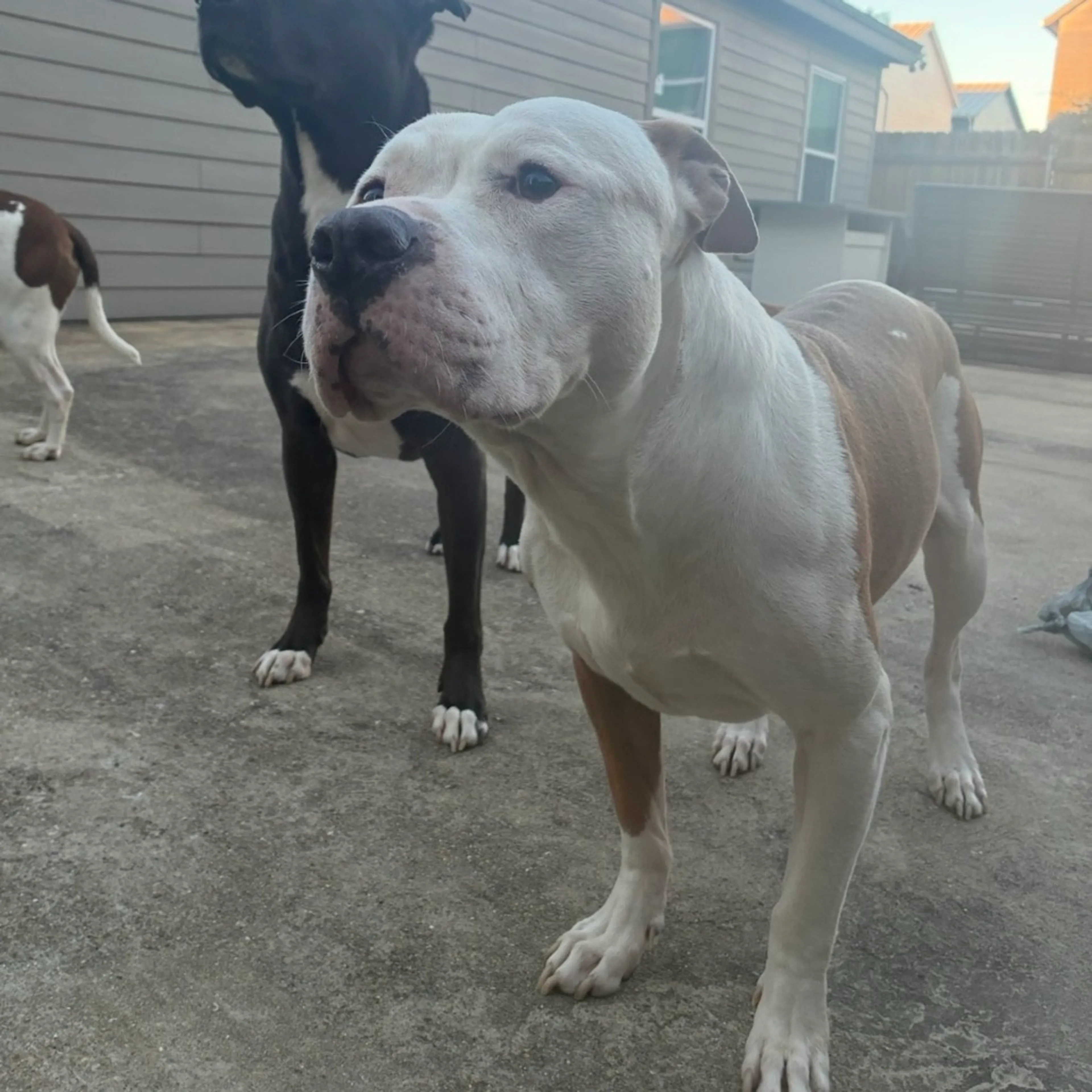 Found pet-5