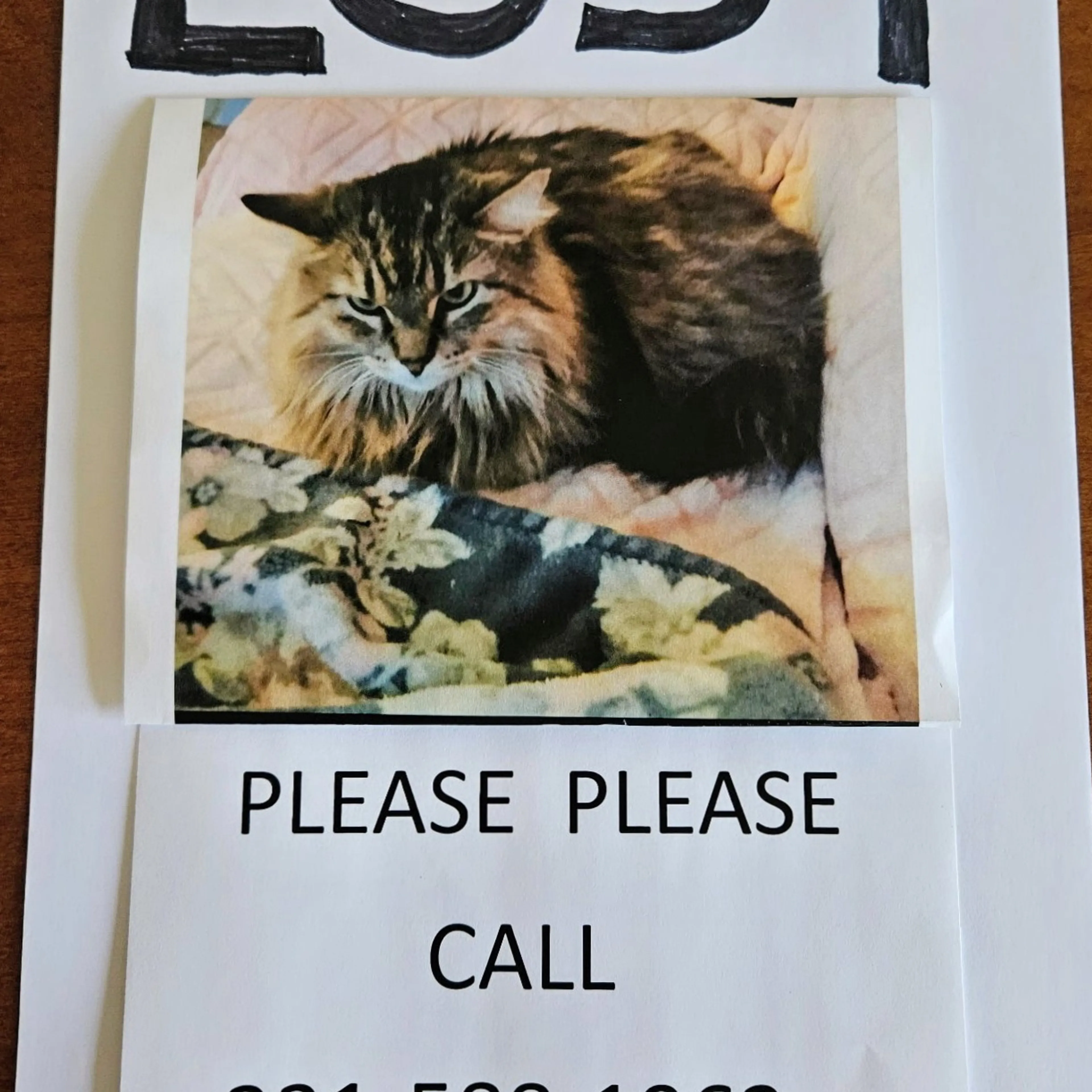 Lost pet-1