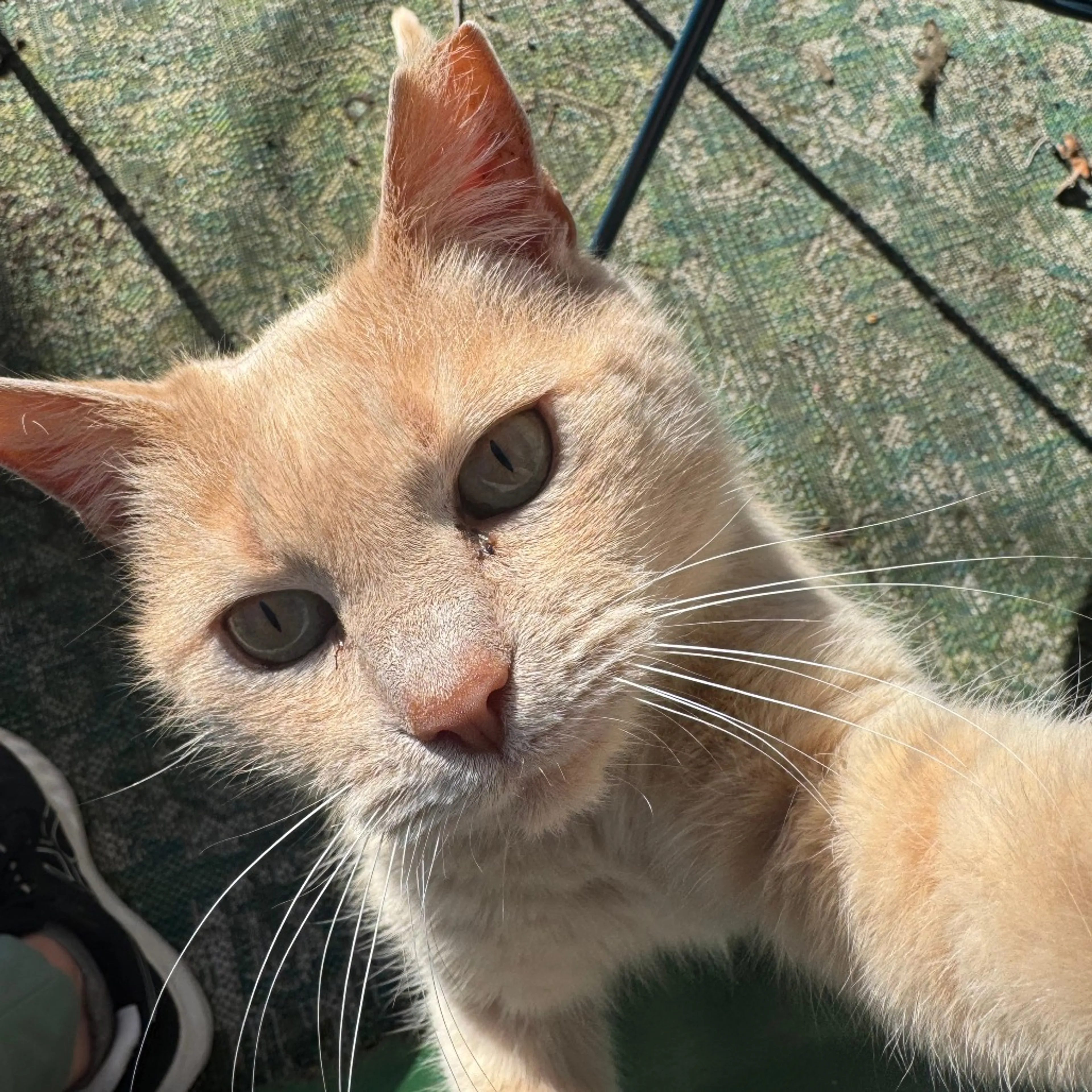 Found pet-1