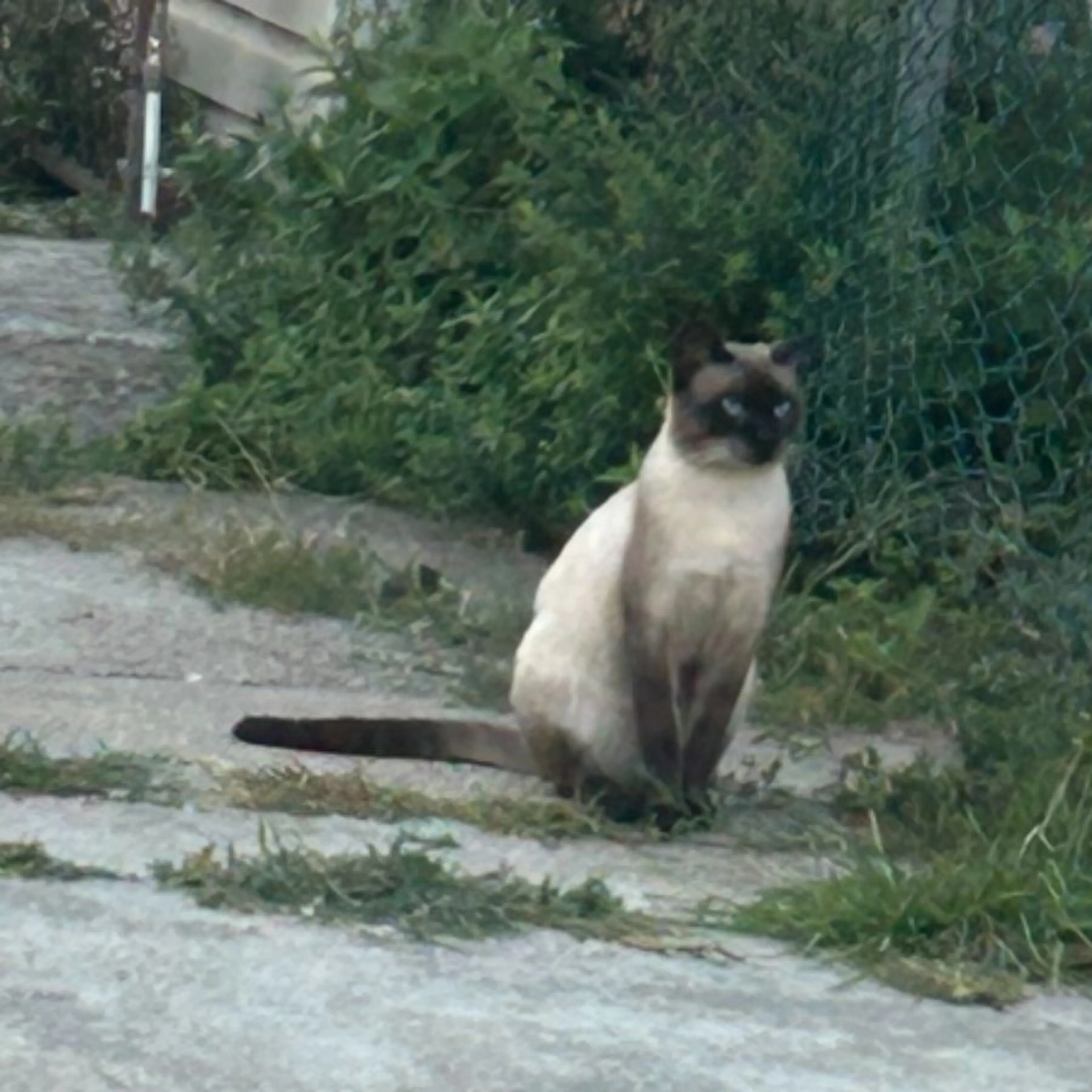 cdn image