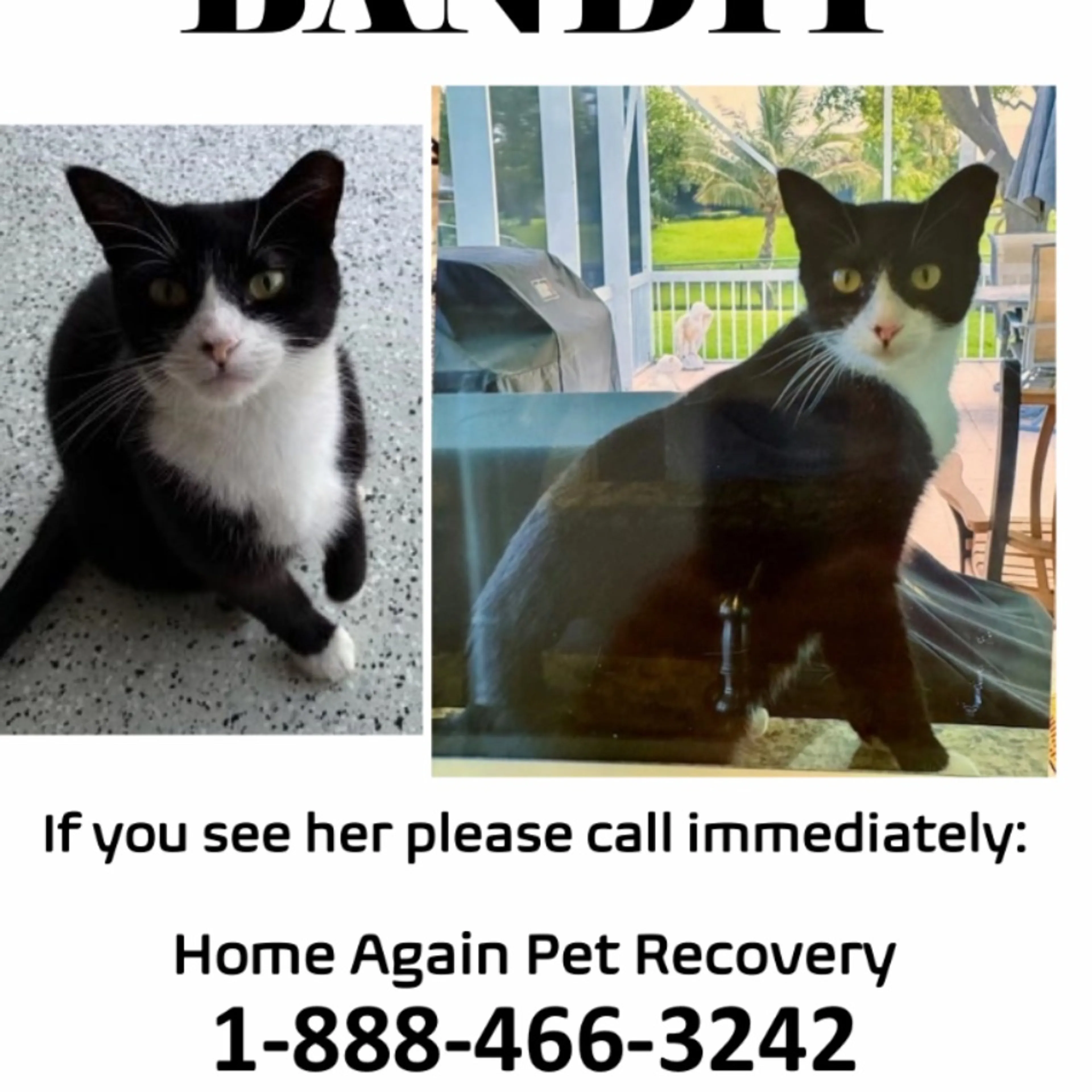 Lost pet
