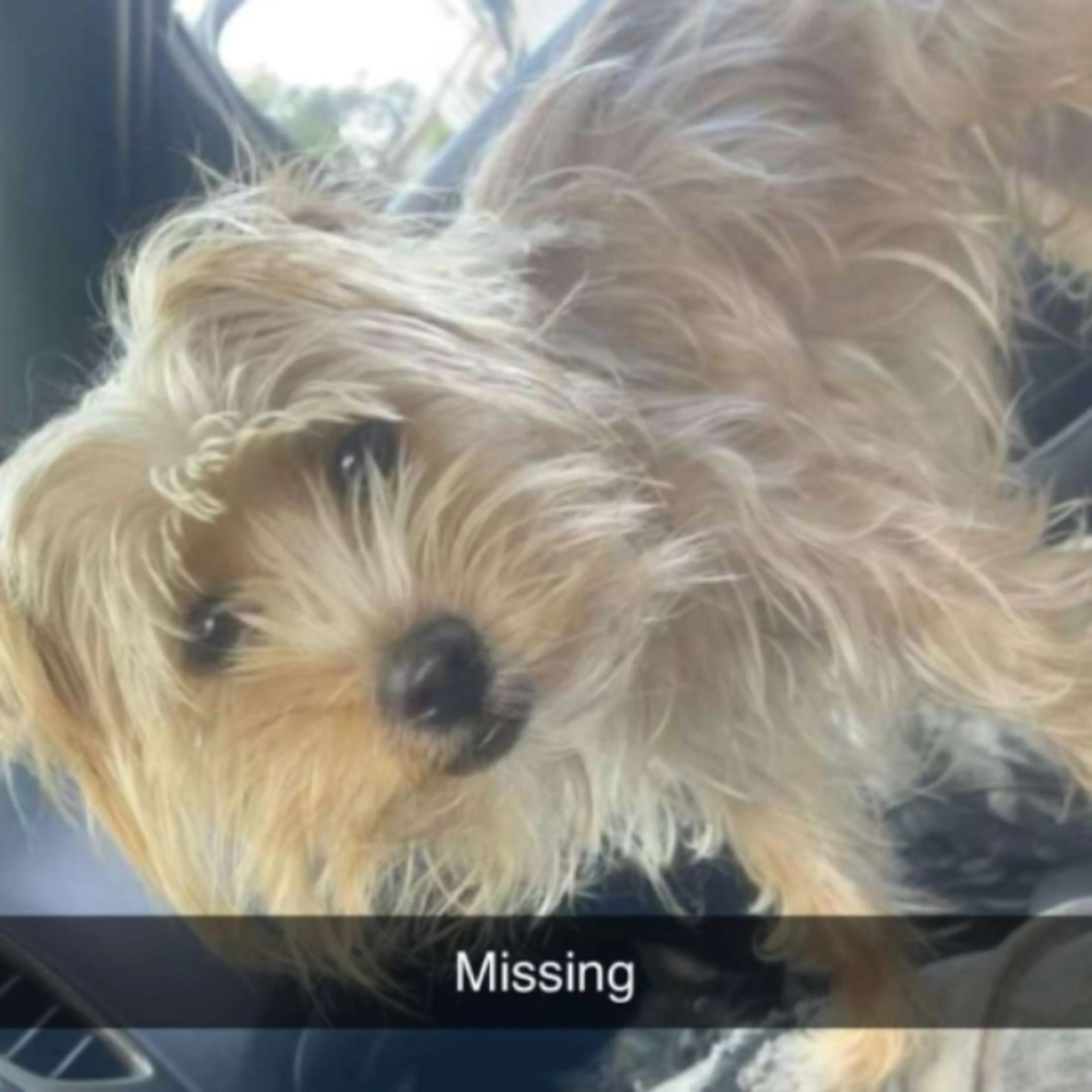 Lost pet