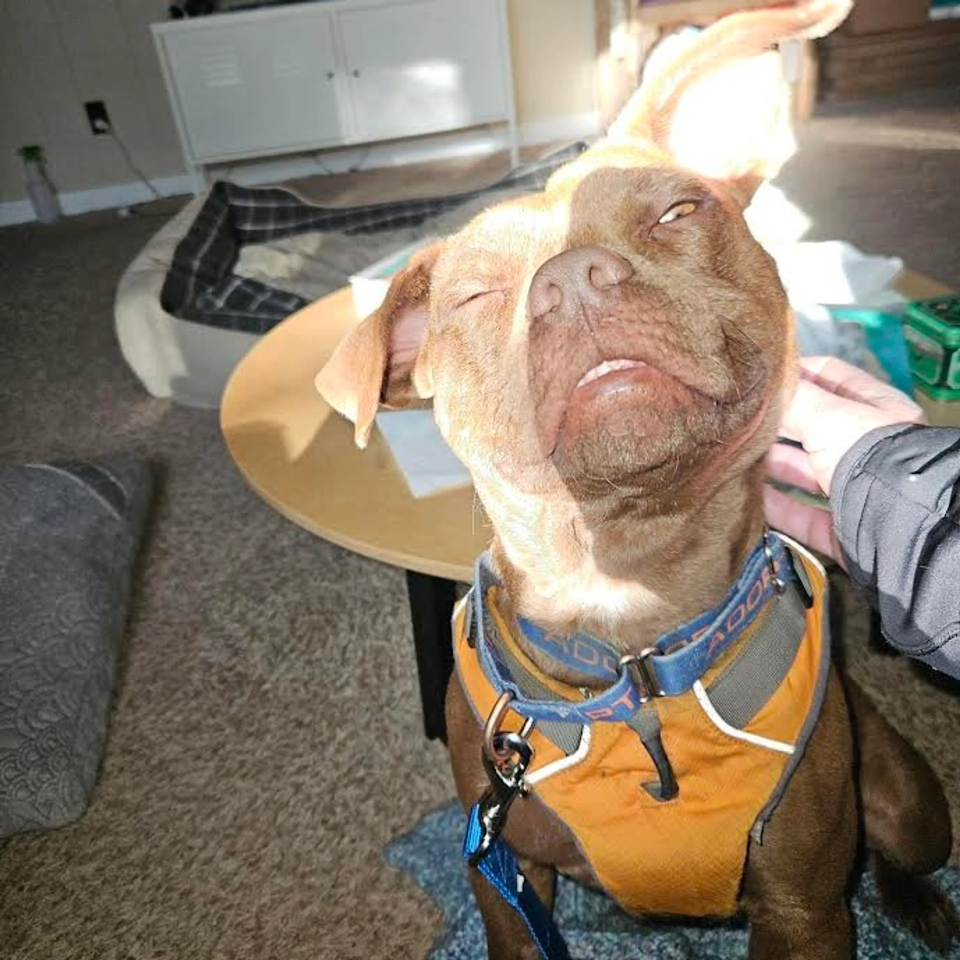 Found pet-19