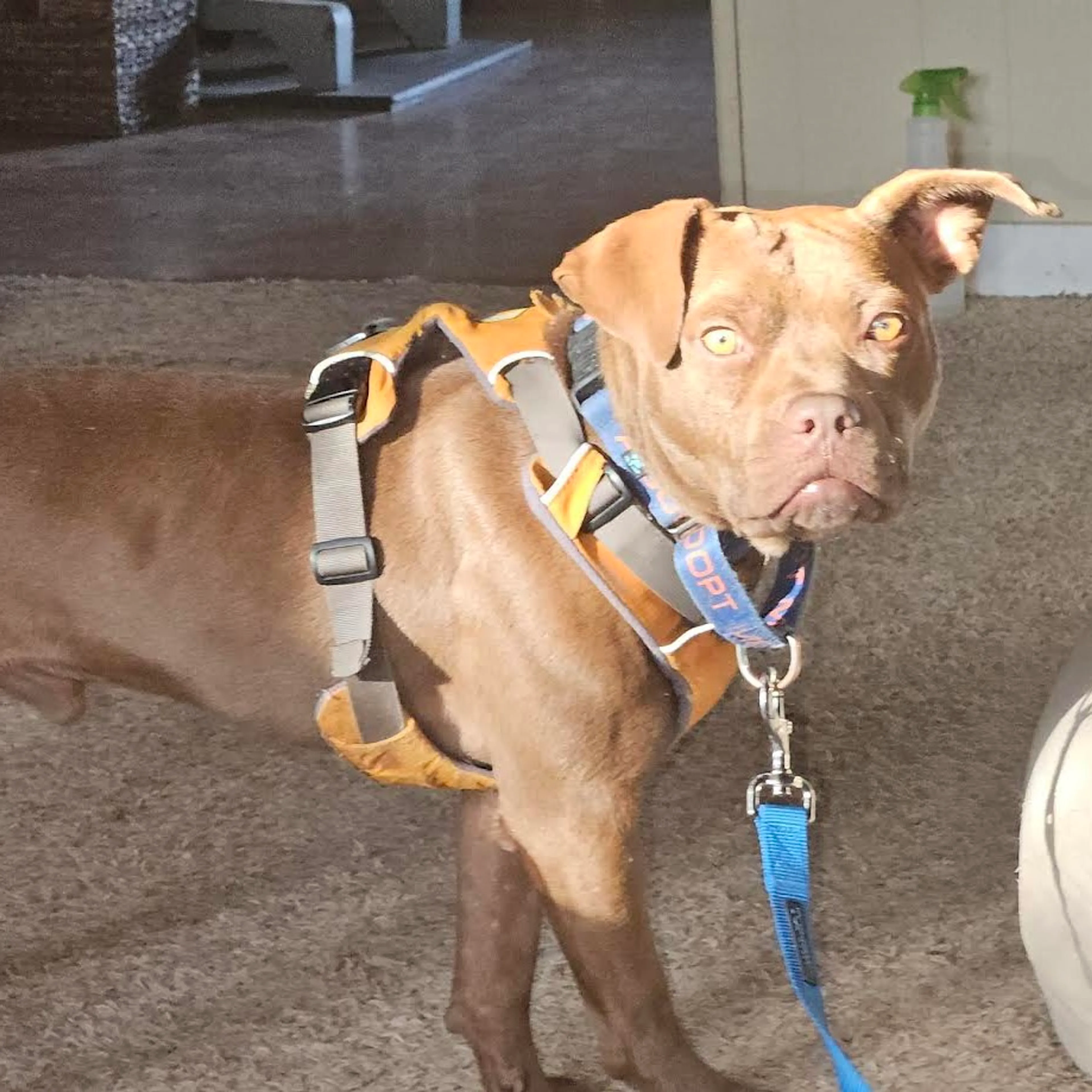 Found pet-20