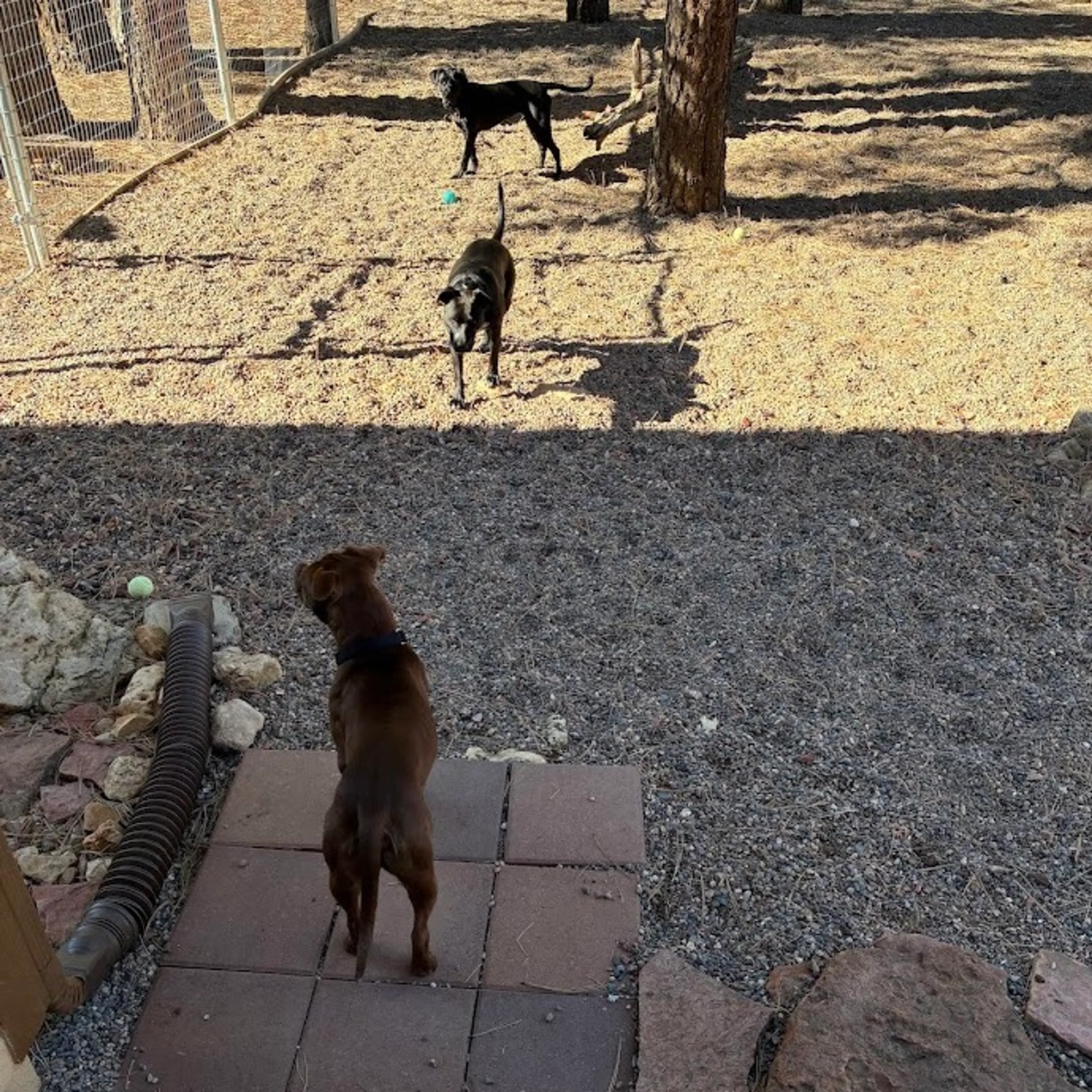 Found pet-11