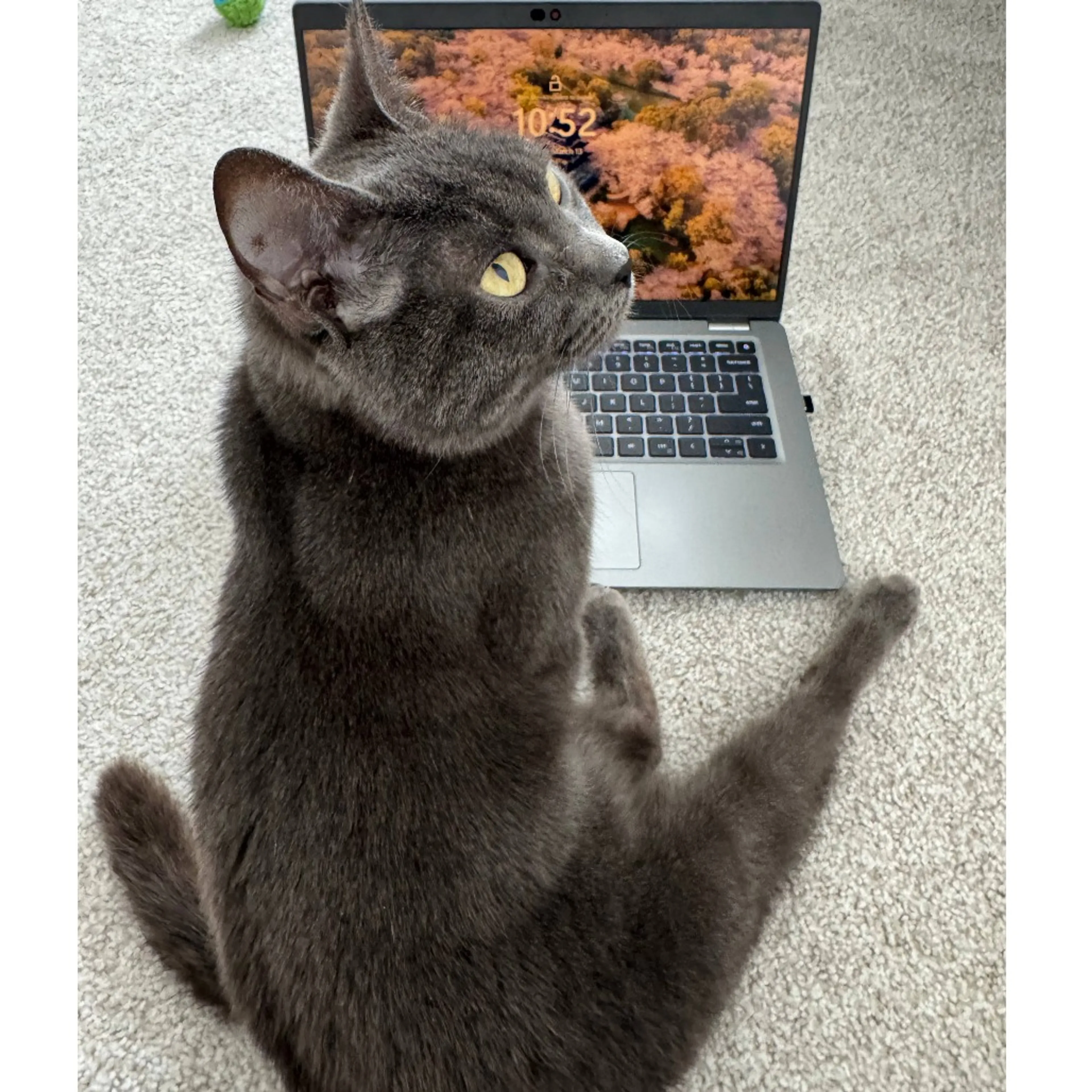 Found pet-13