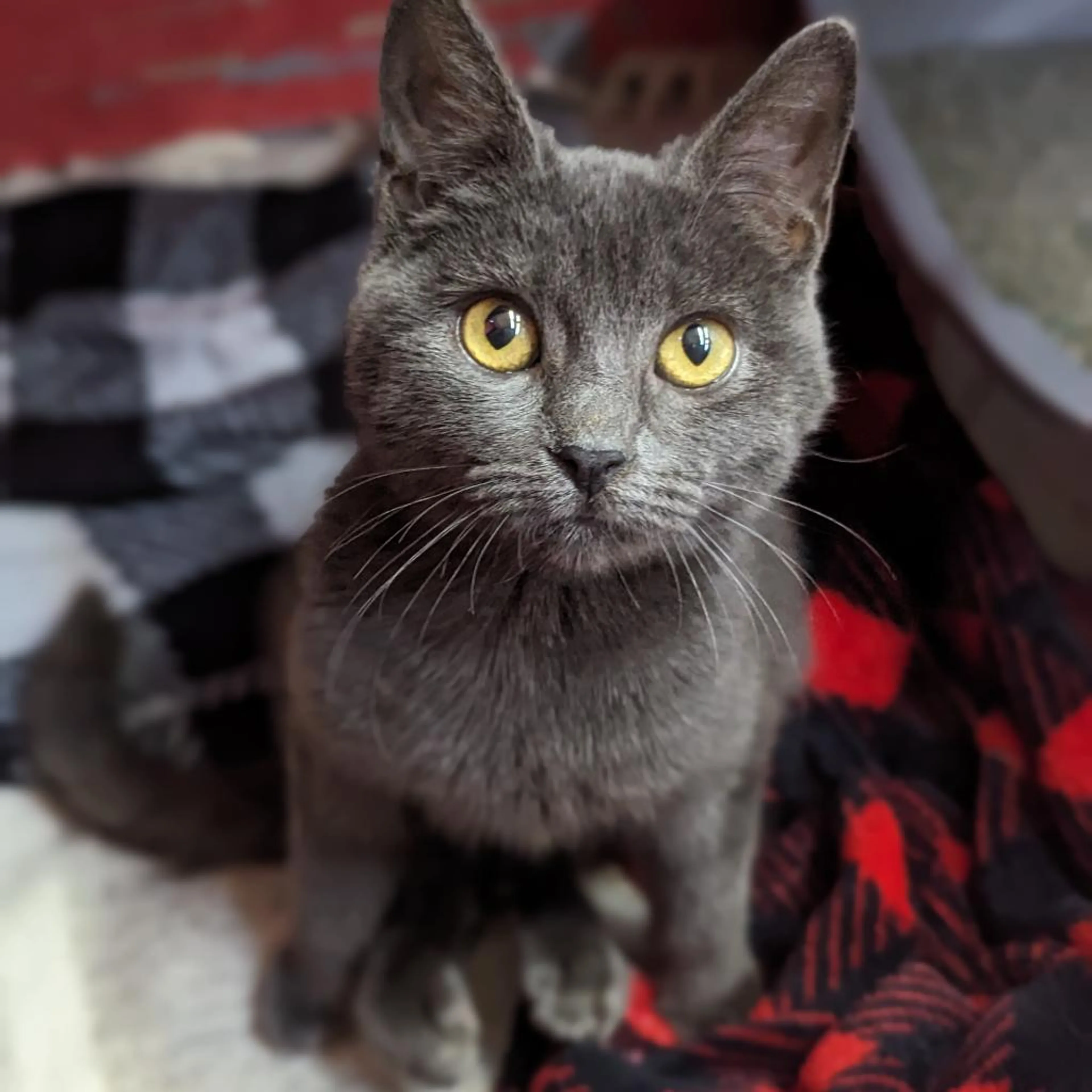 Found pet-5