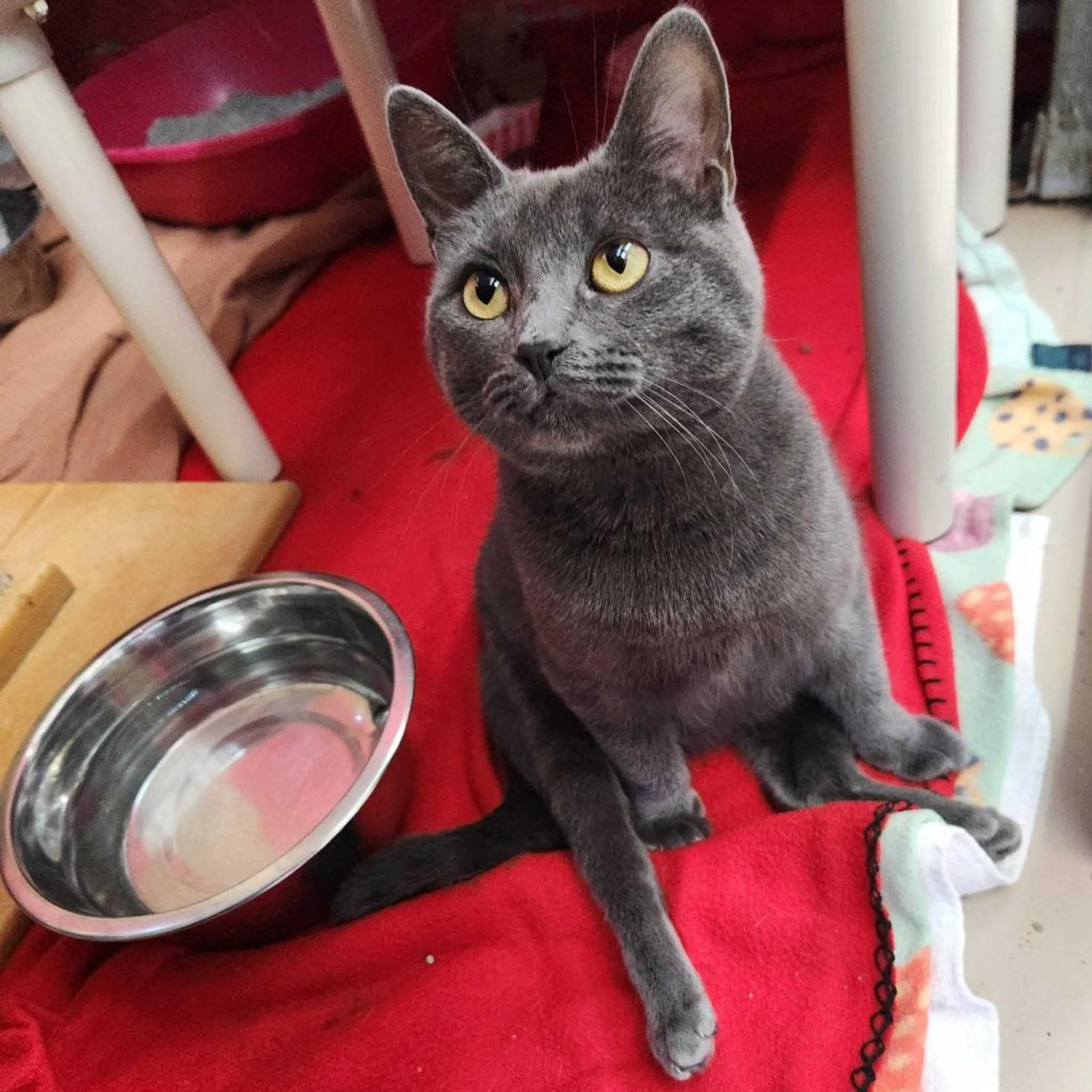 Found pet-1