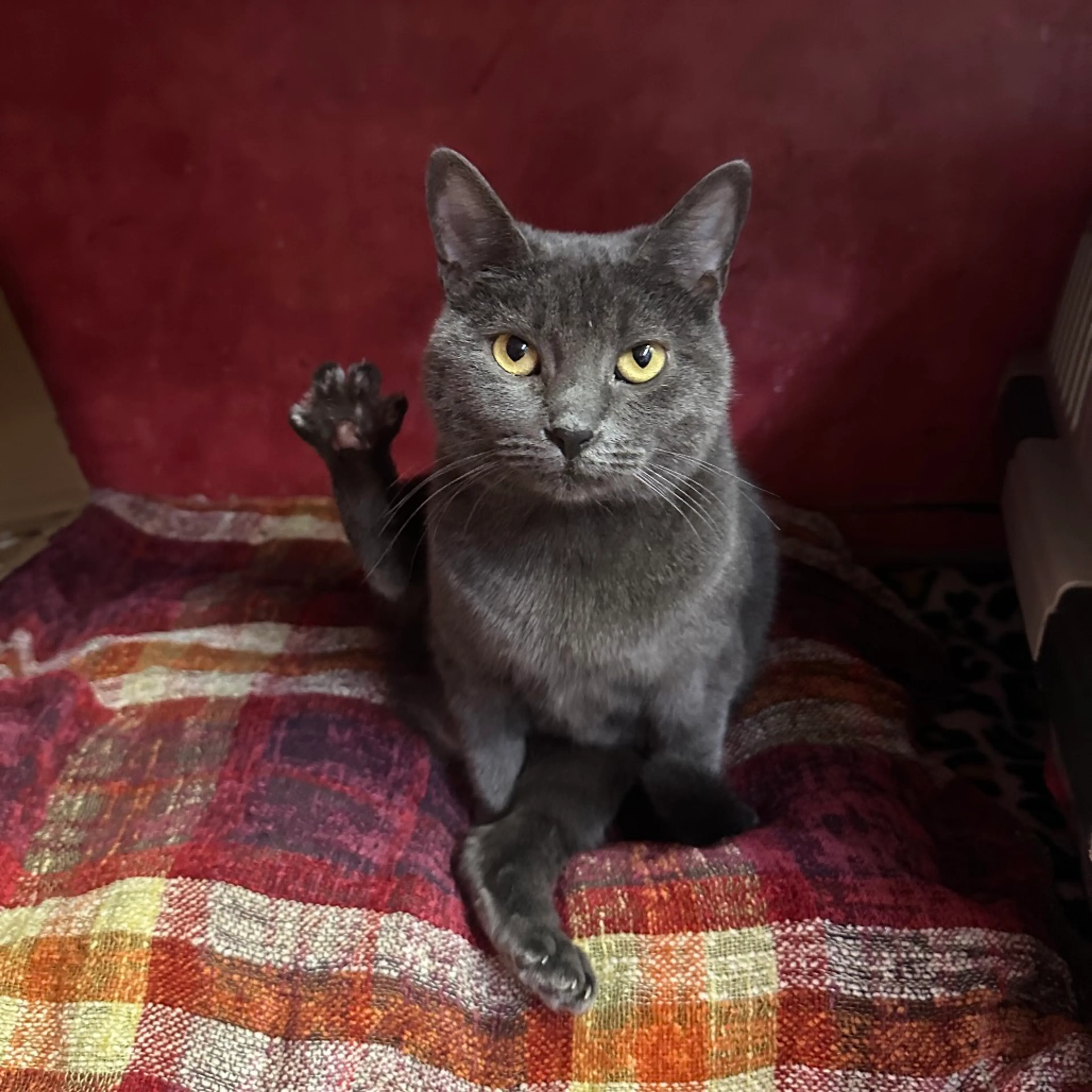 Found pet-11