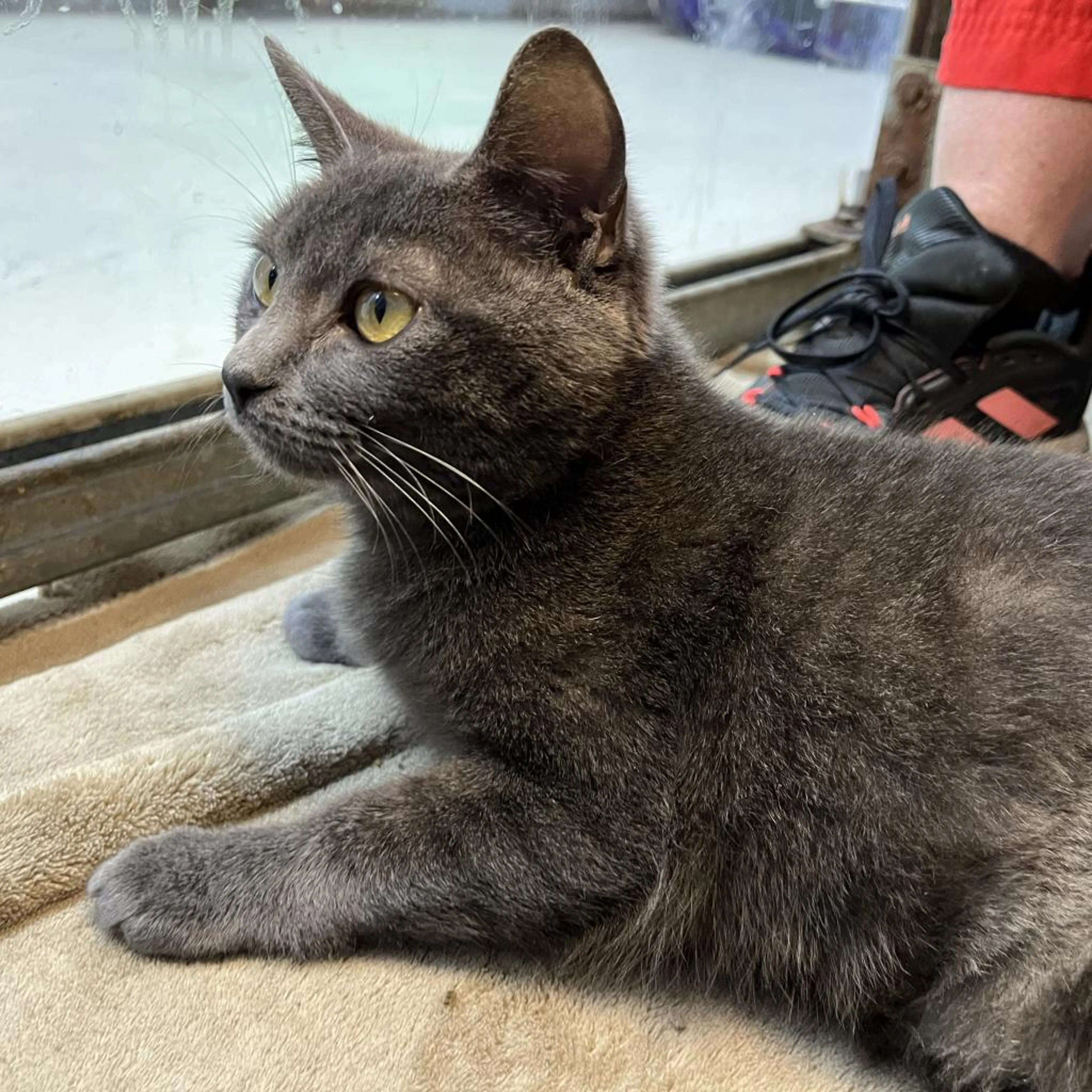 Found pet-4