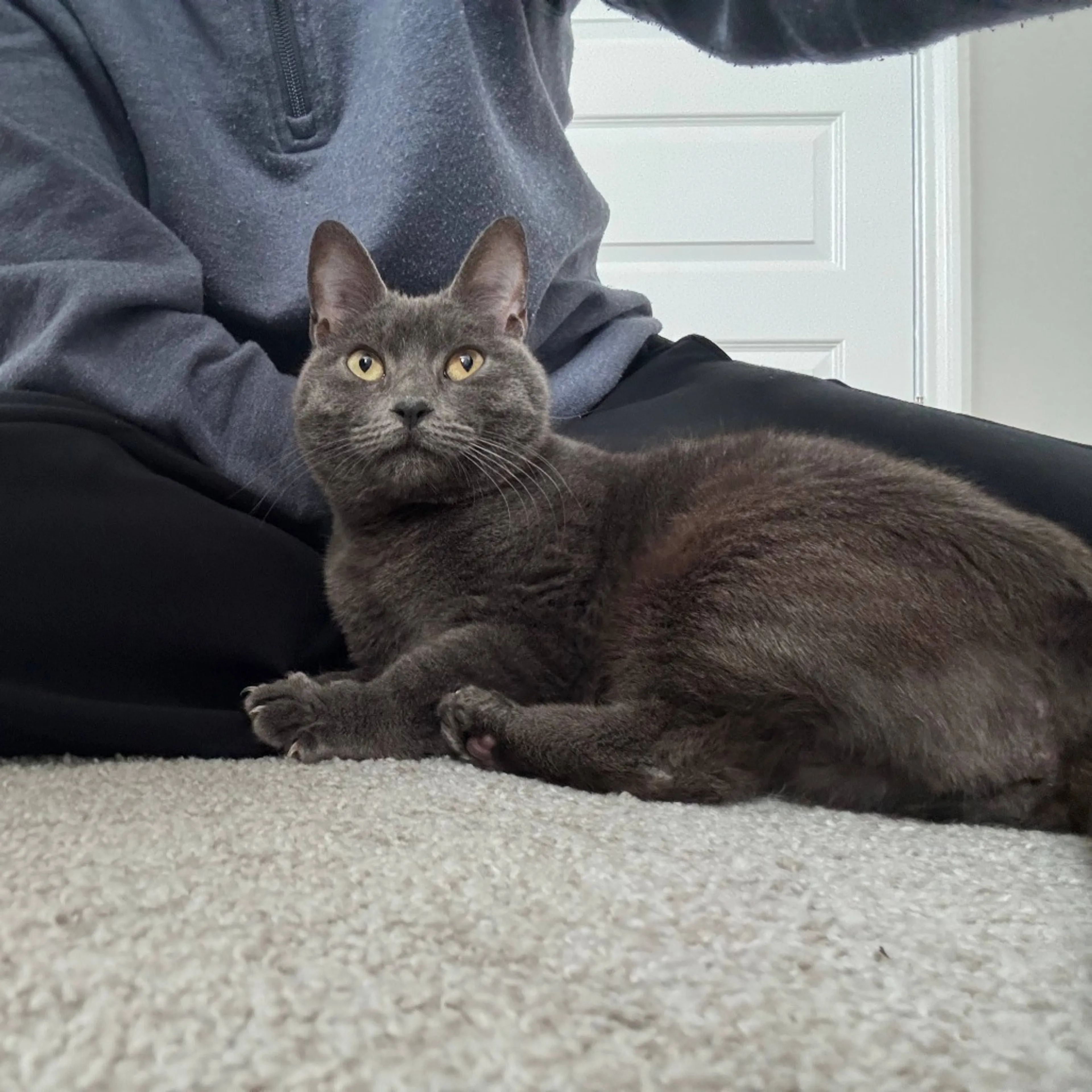 Found pet-17