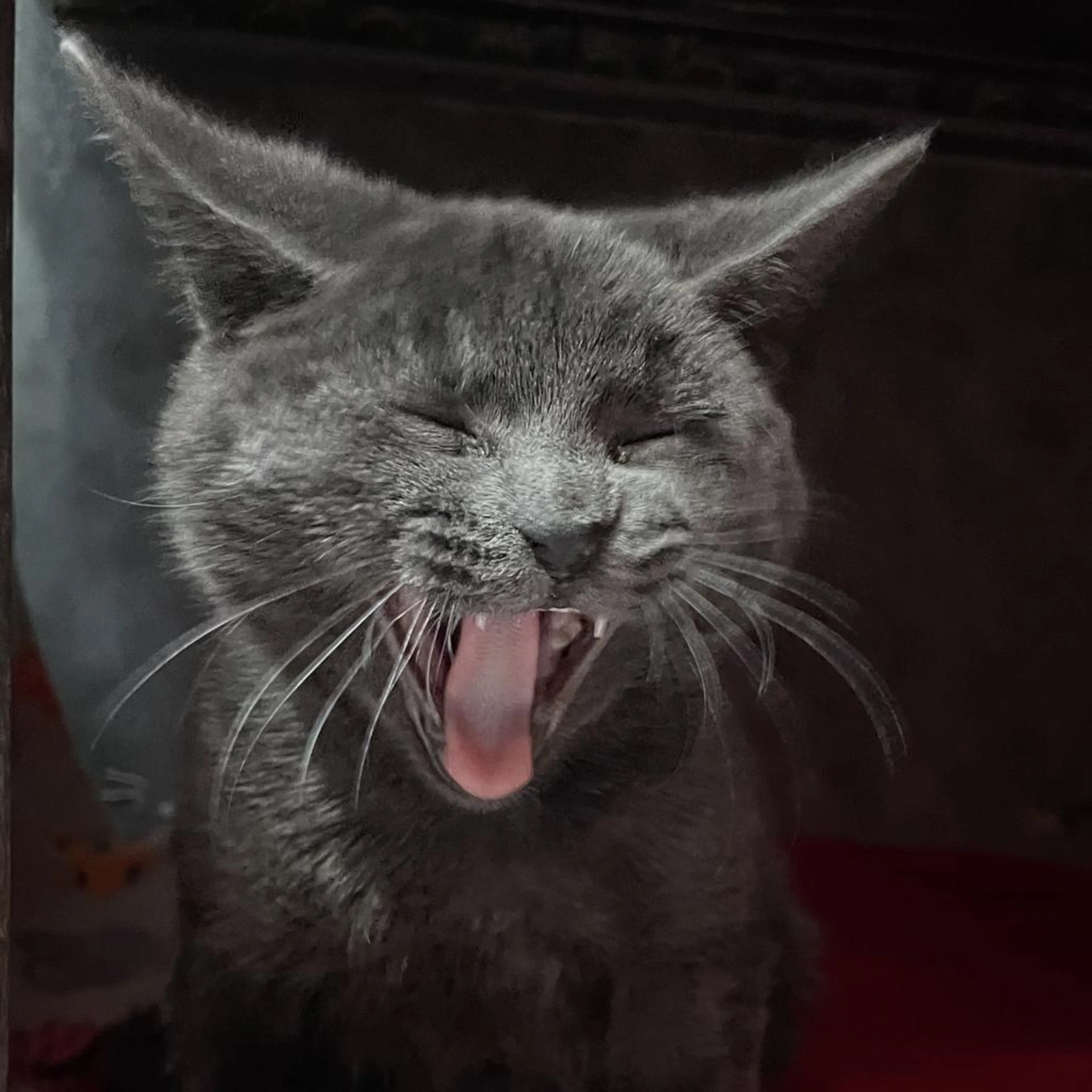 Found pet-6