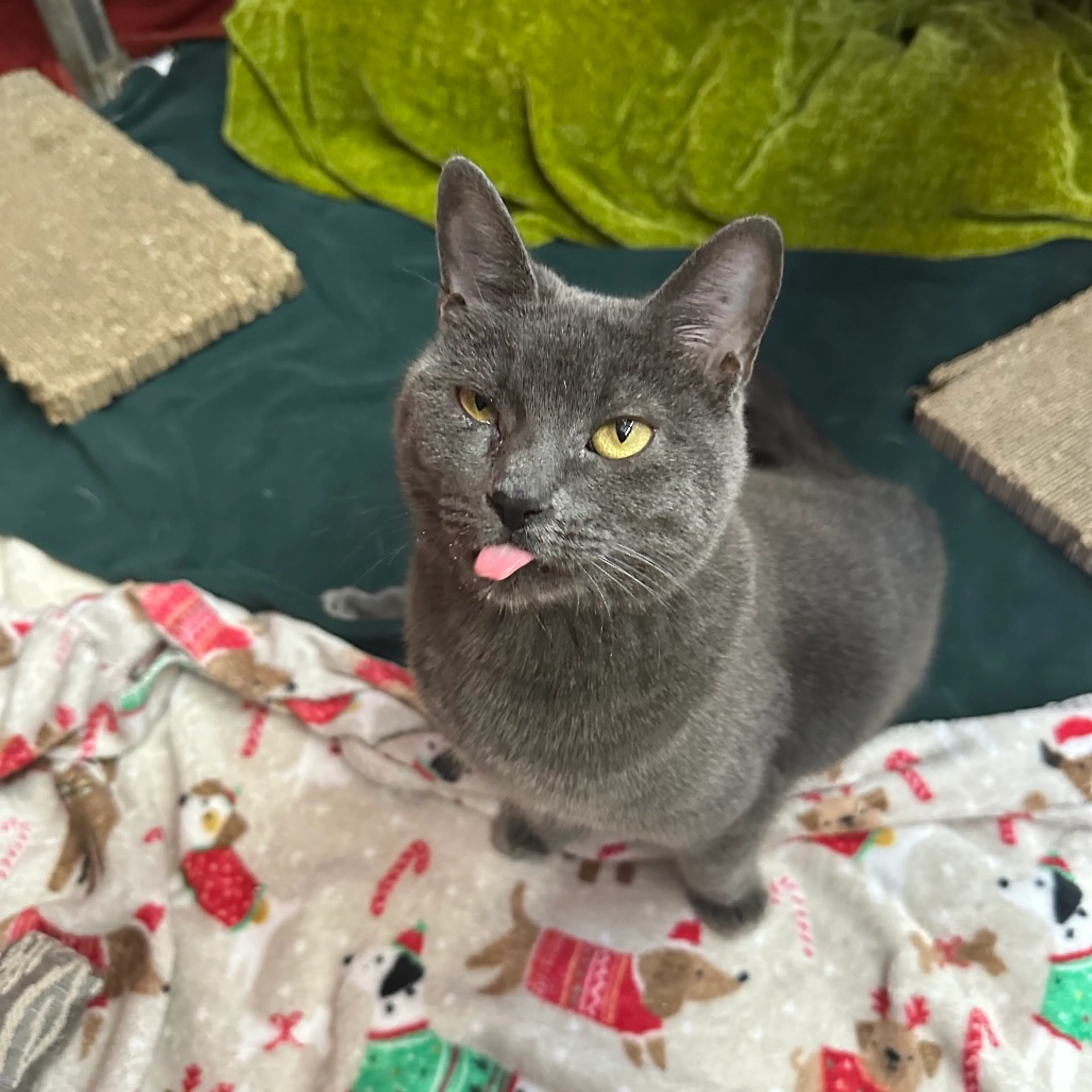 Found pet-10