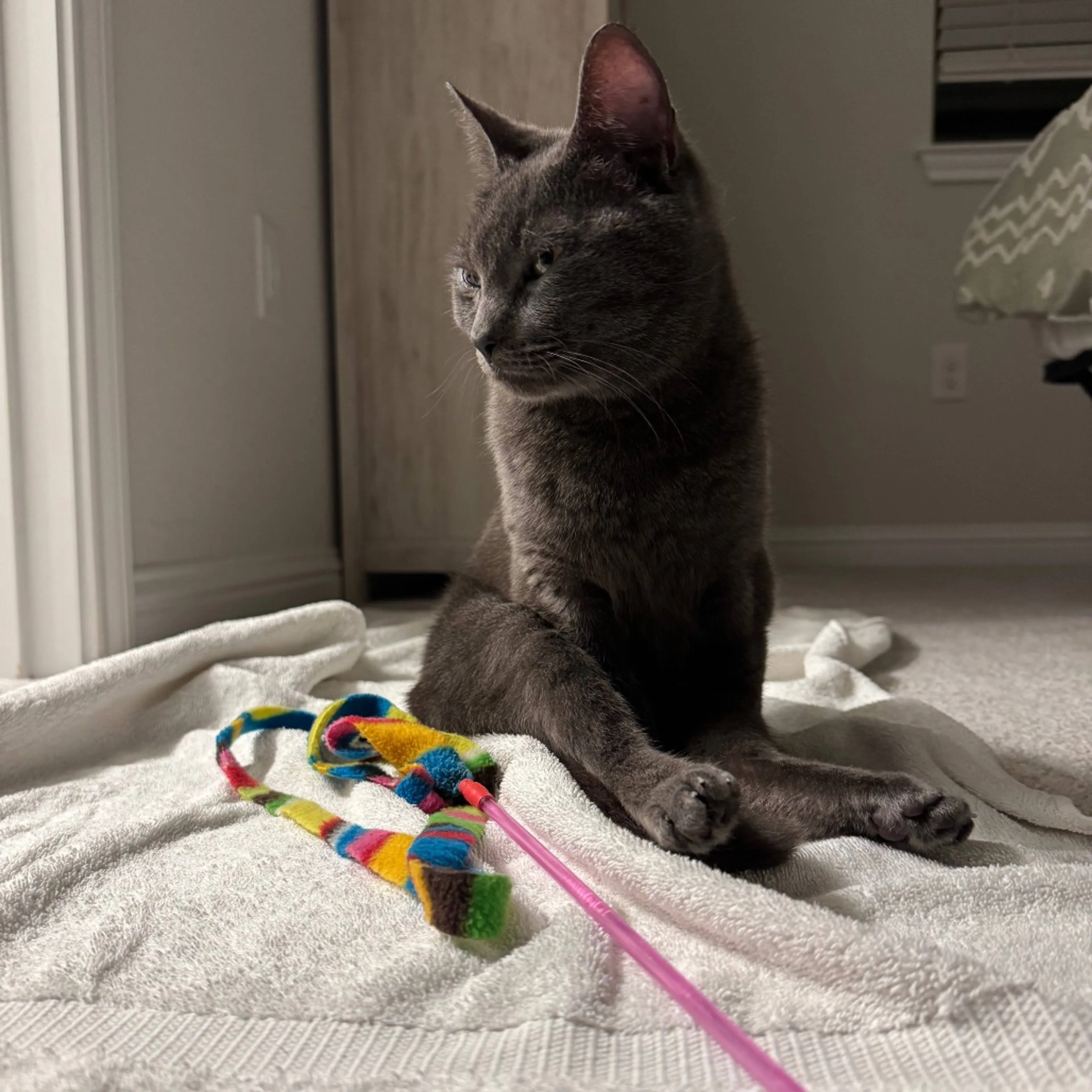 Found pet-16
