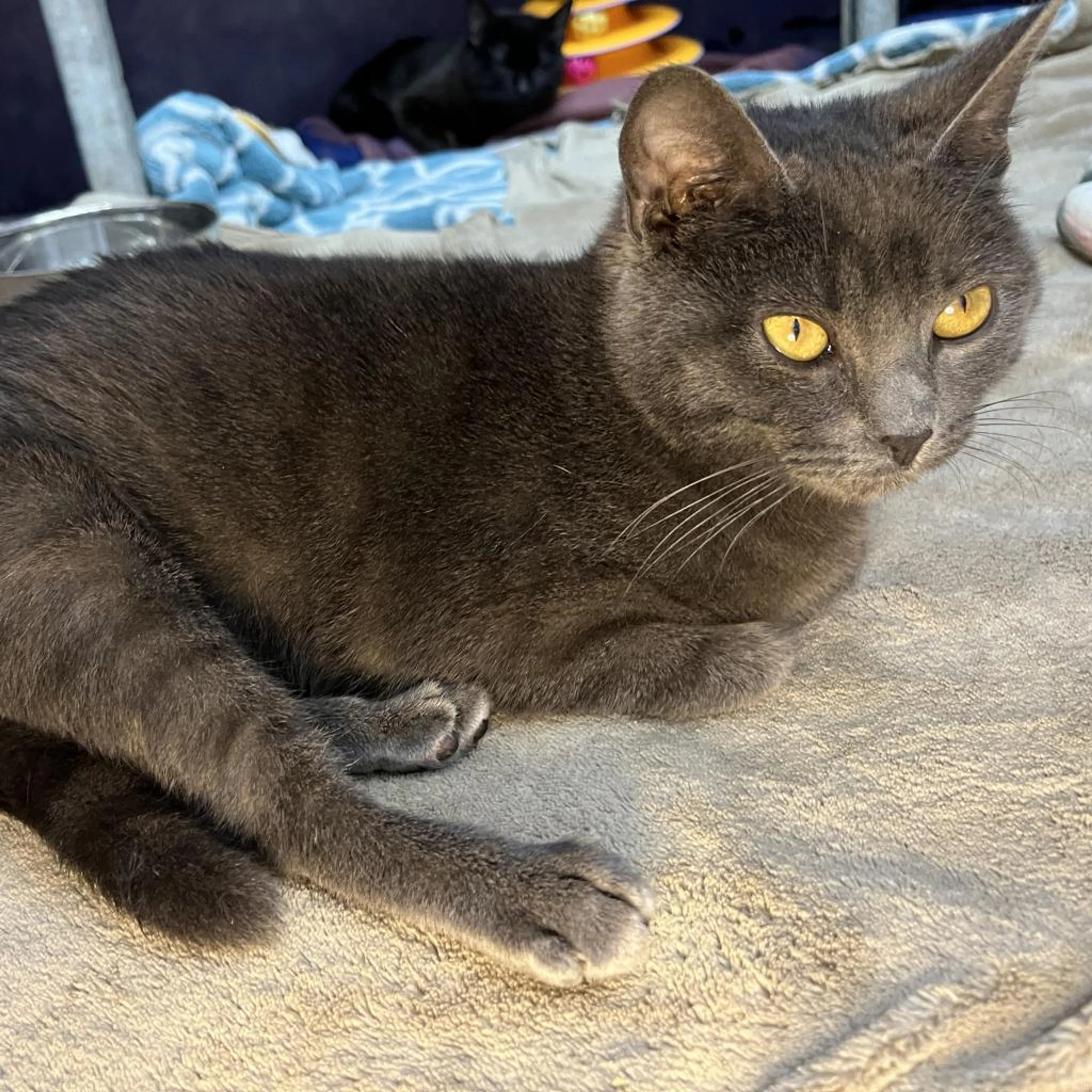Found pet-3
