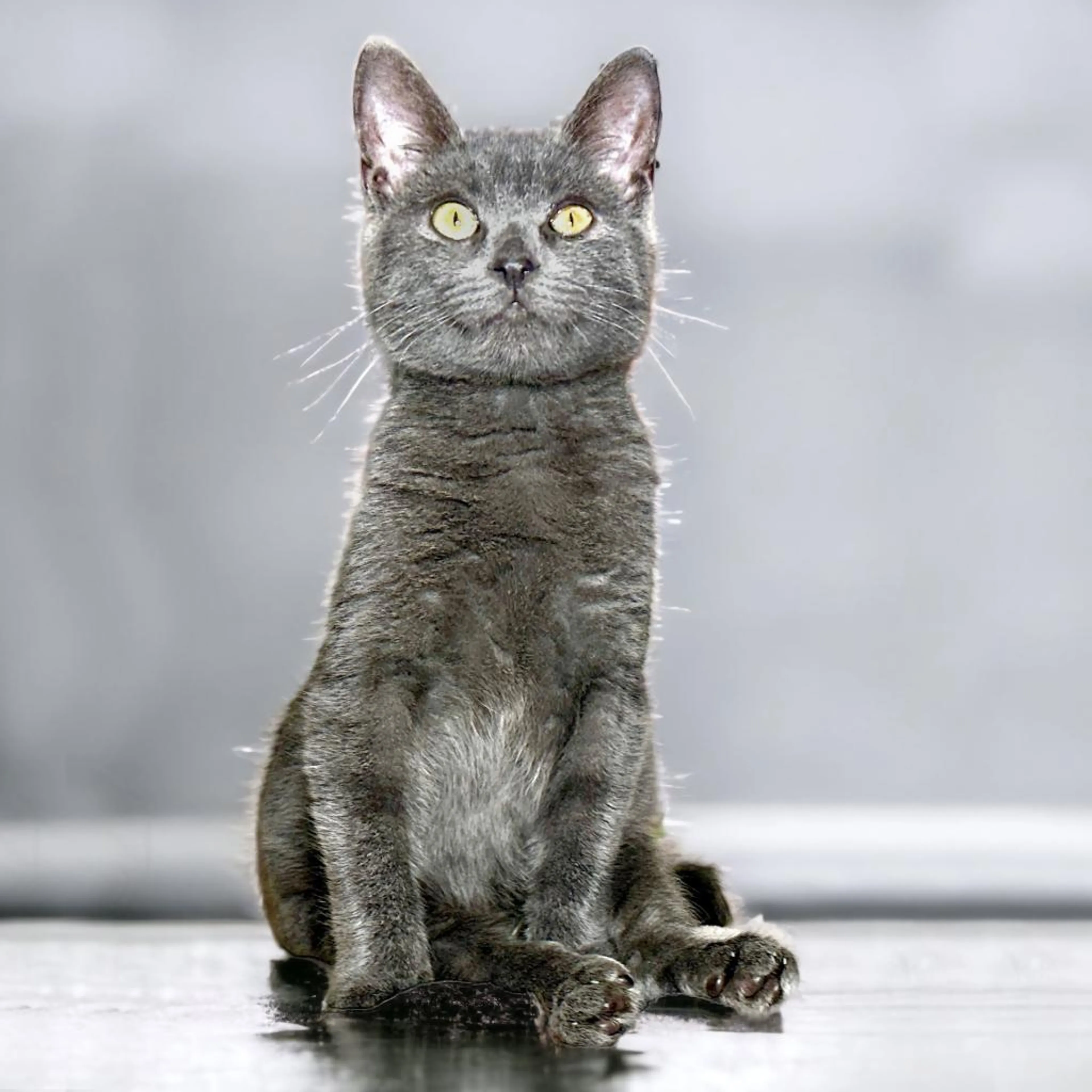 Found pet-8