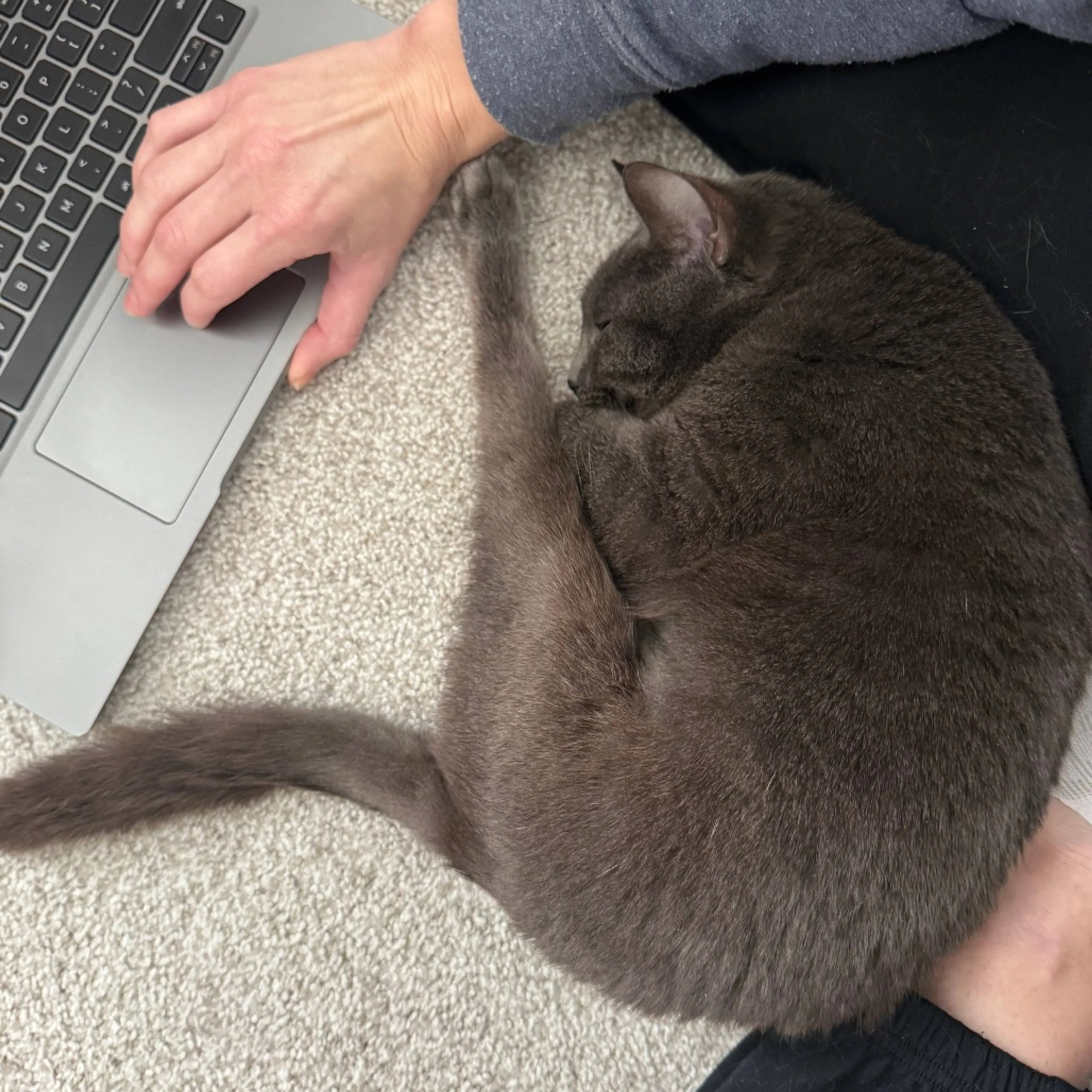 Found pet-14