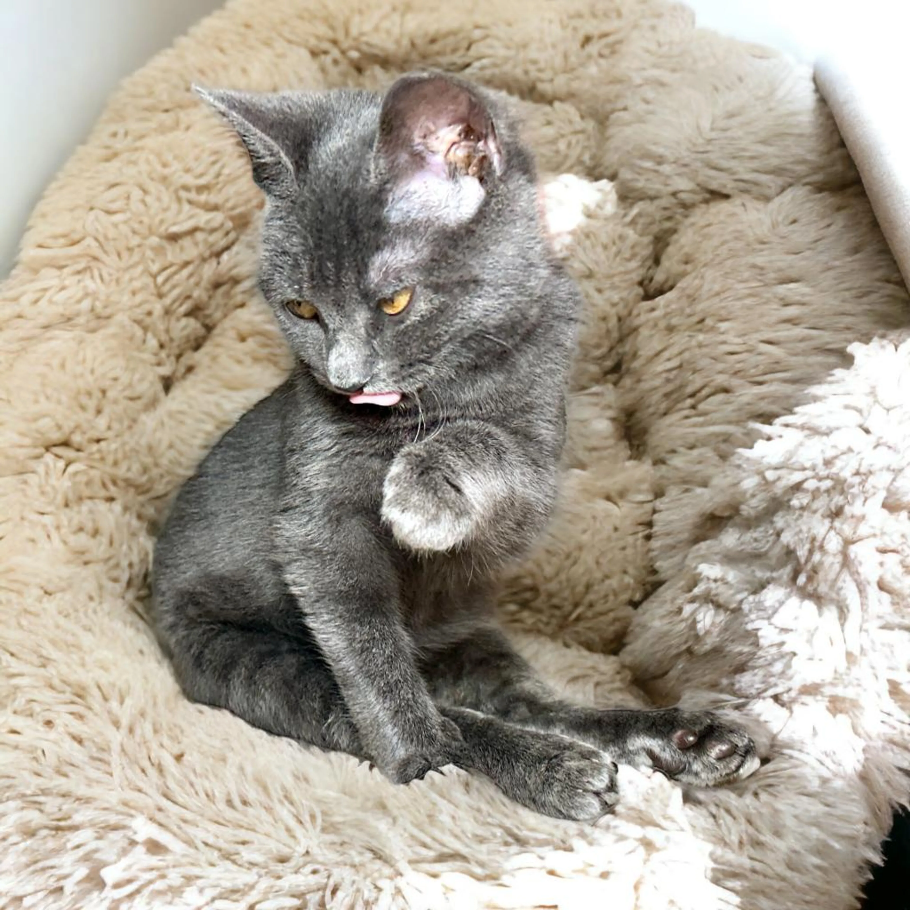 Found pet-7