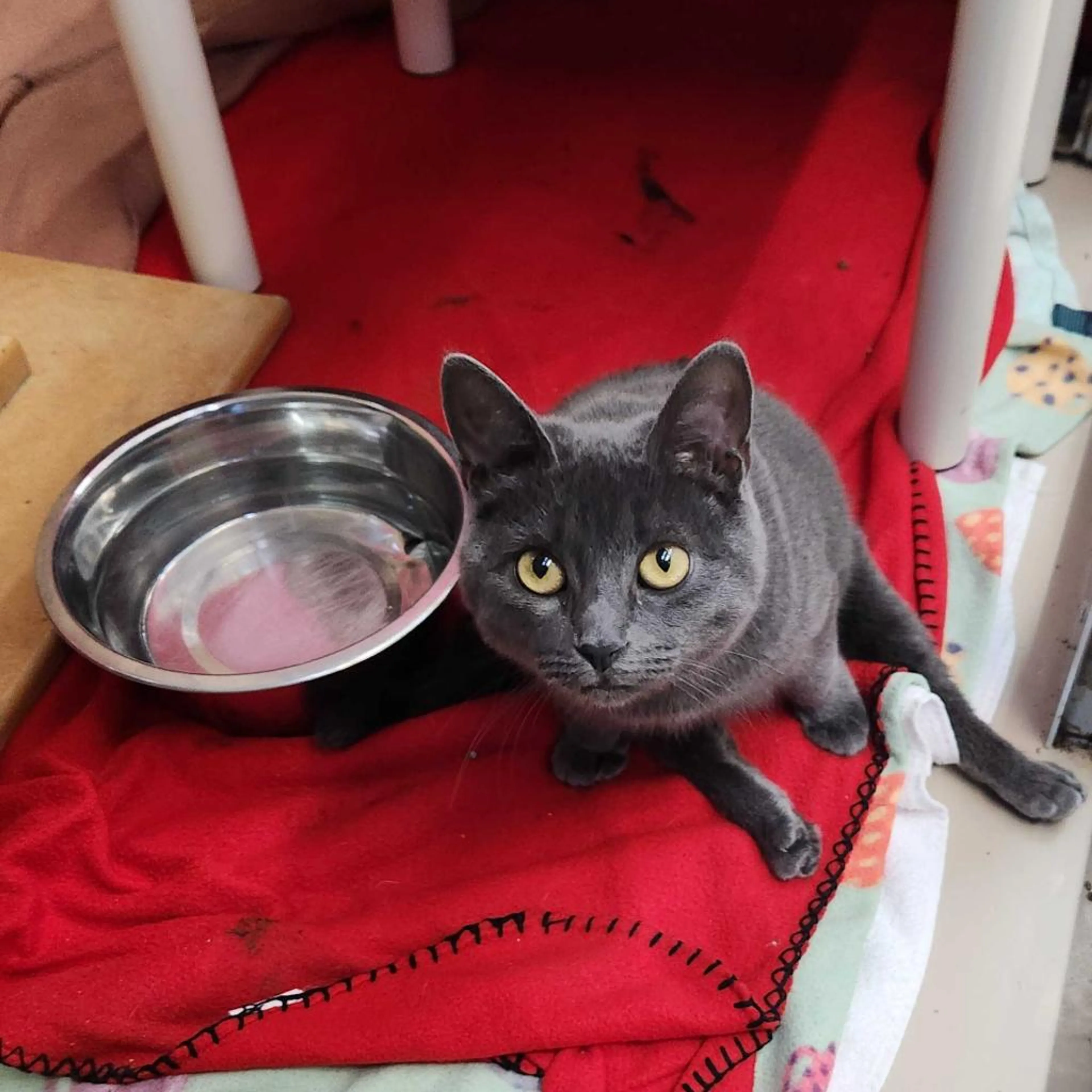 Found pet-2