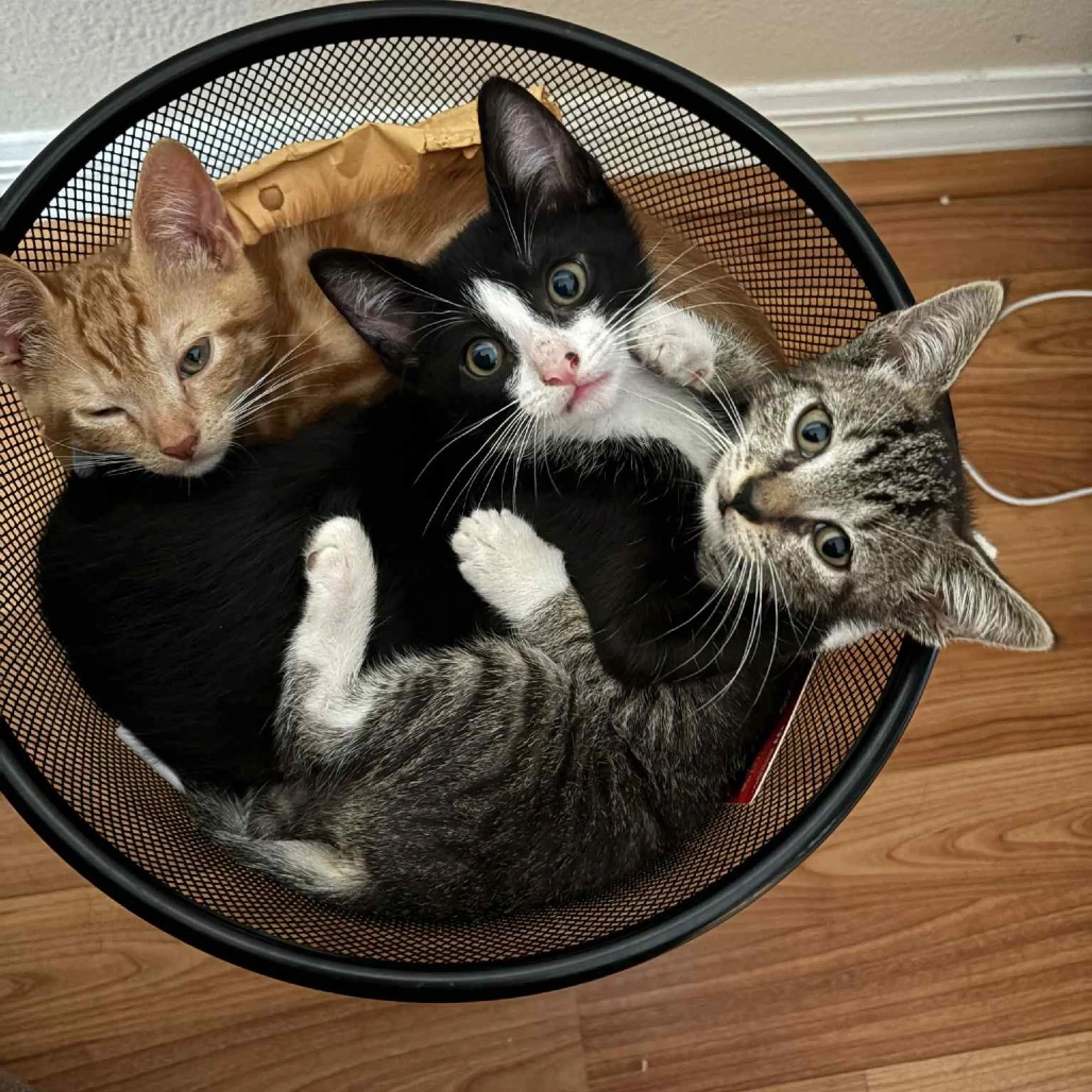 cdn image