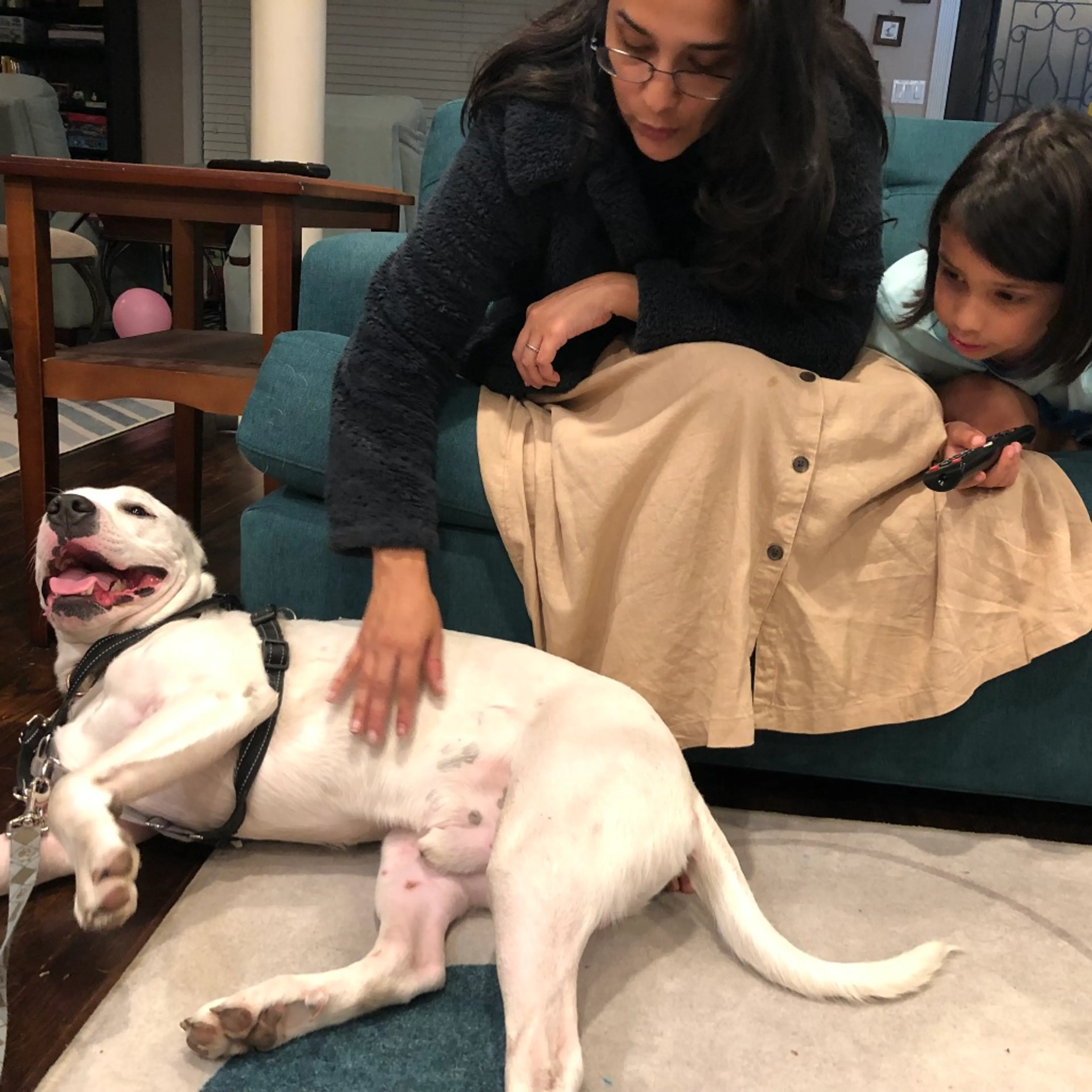 Found pet-5