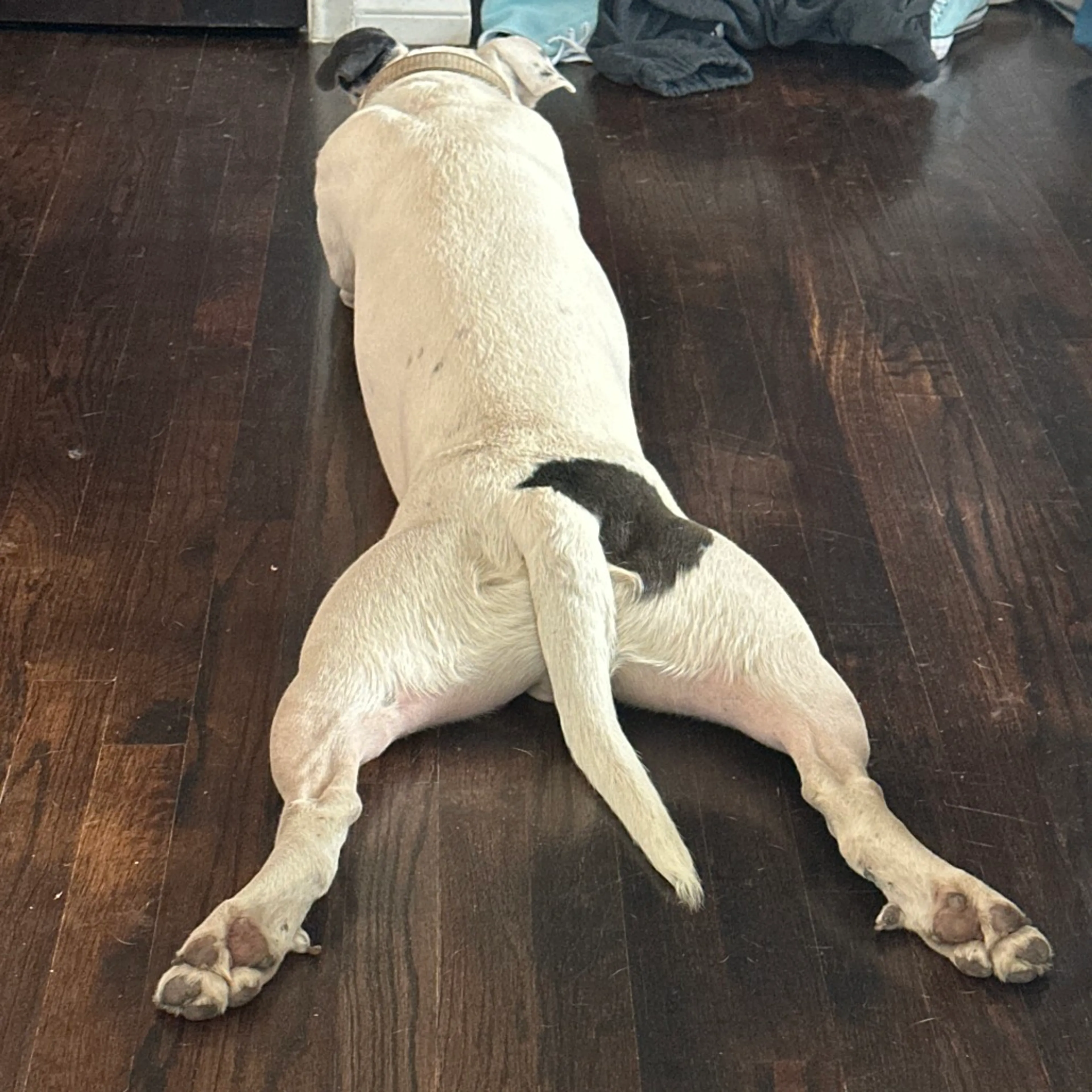Found pet-3