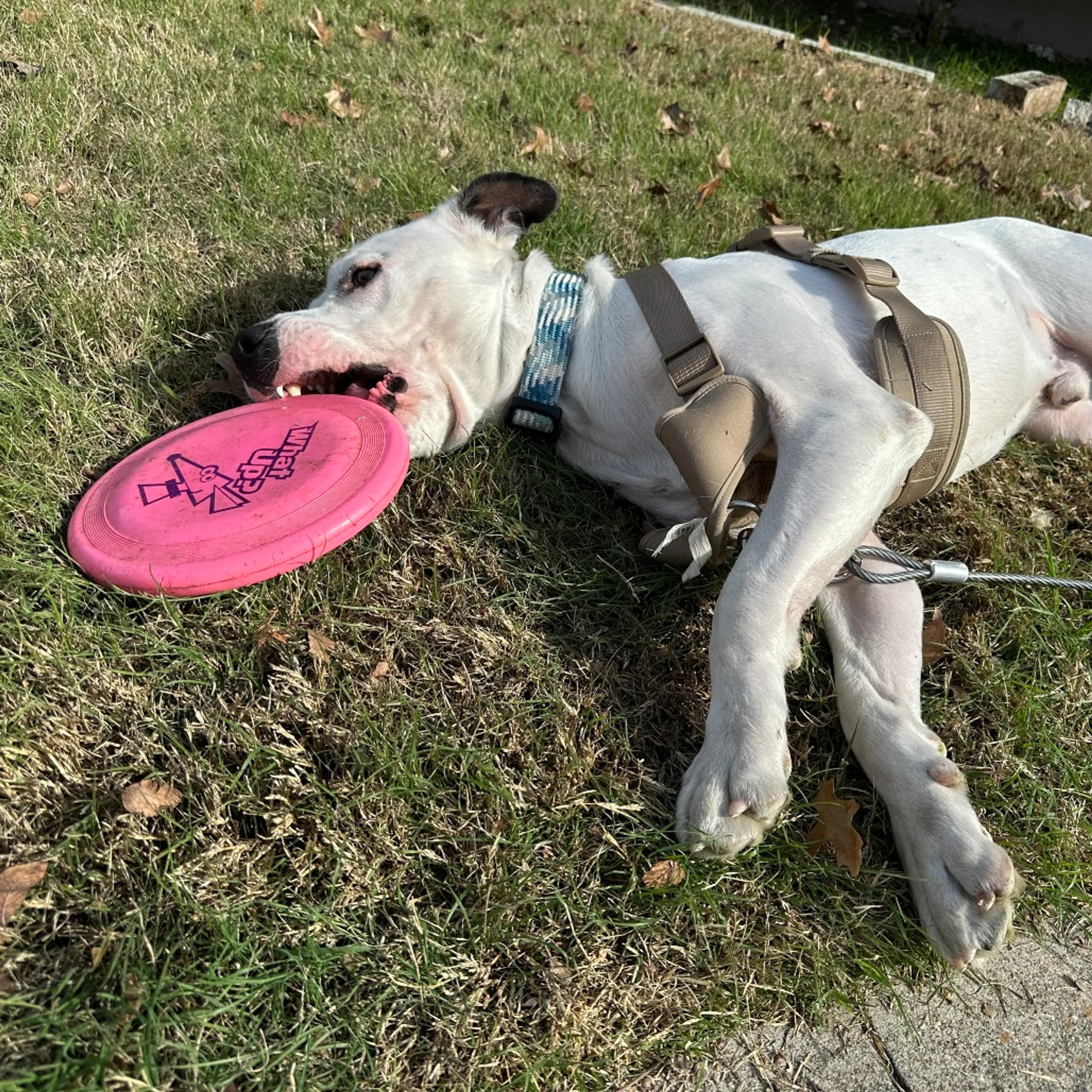 Found pet-9