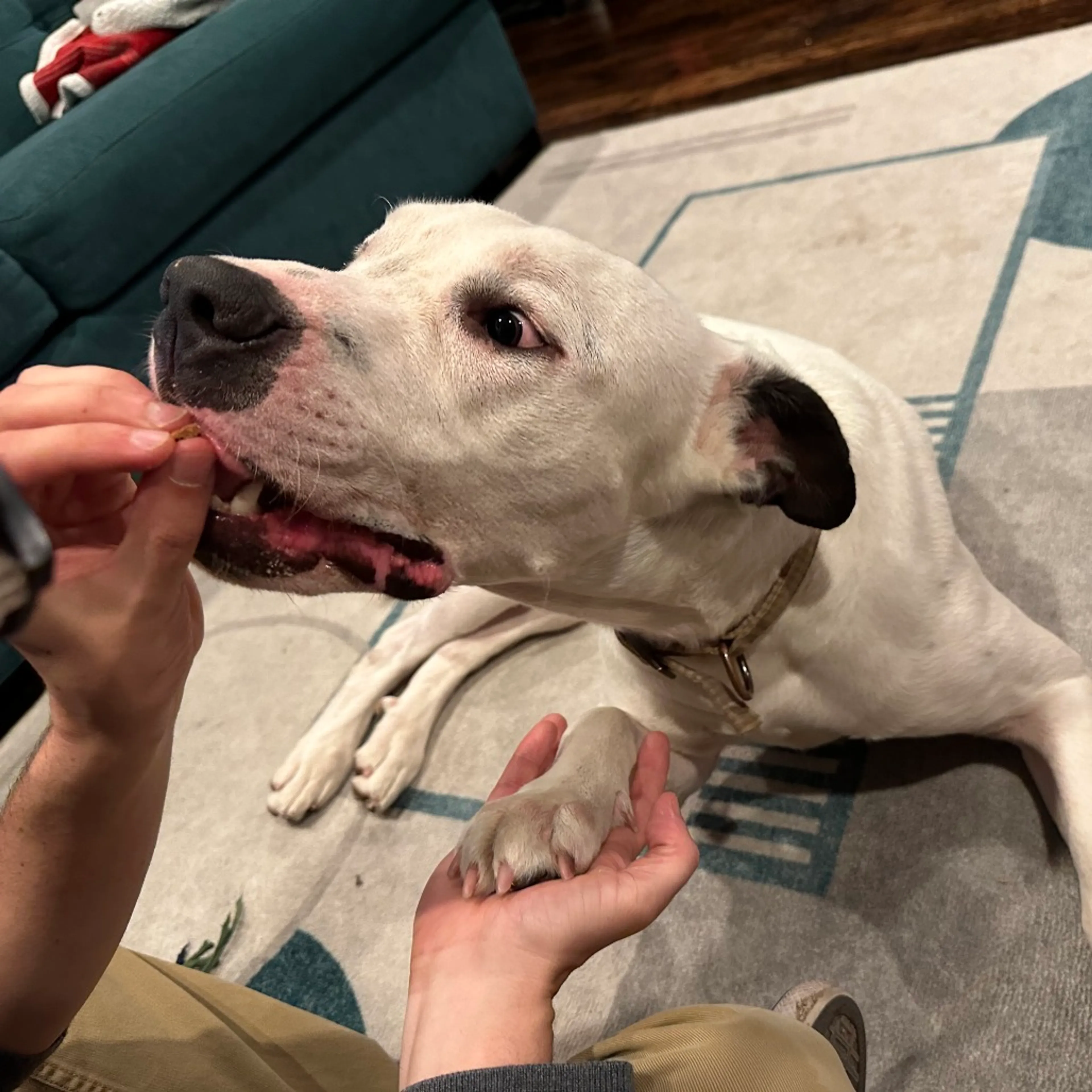 Found pet-14