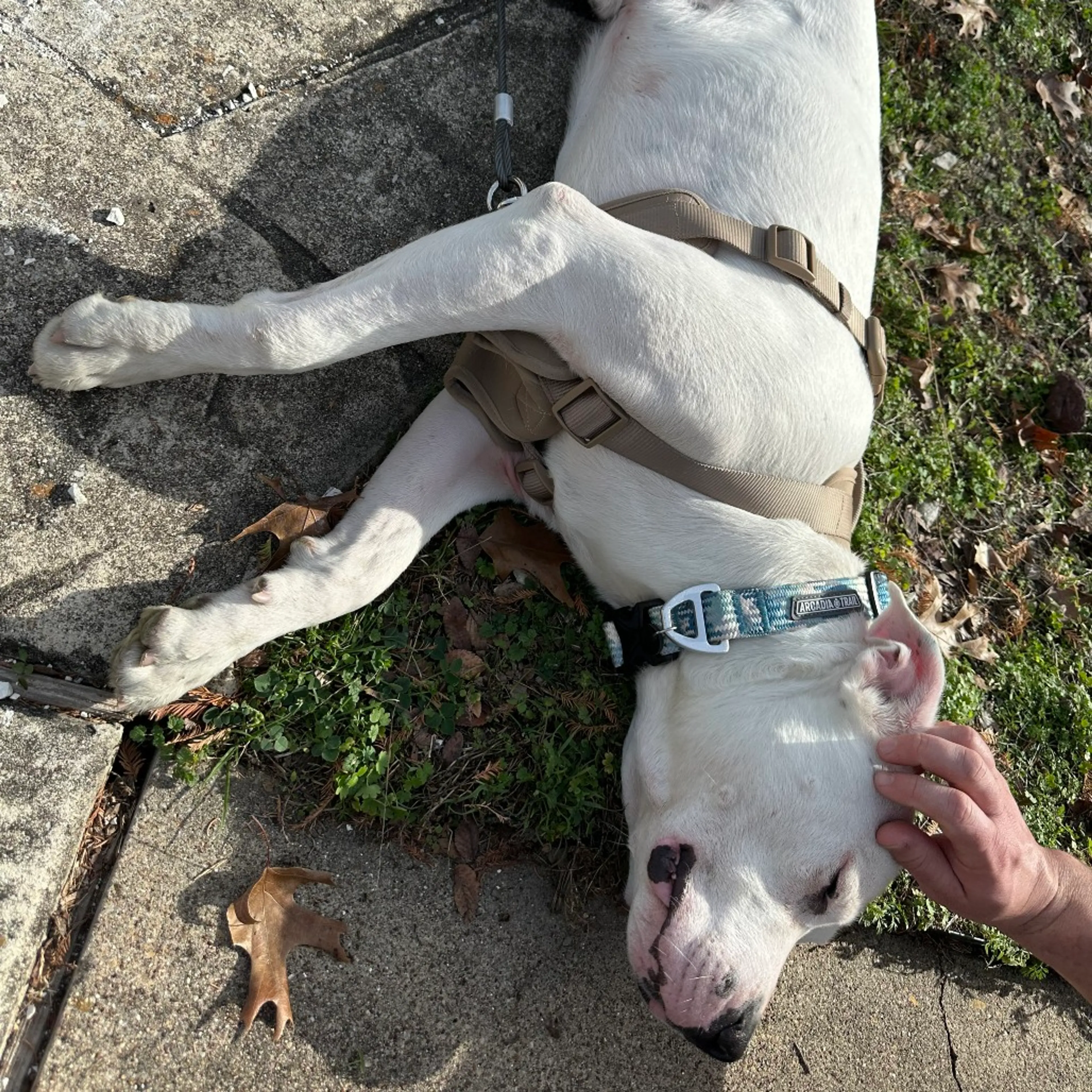 Found pet-11