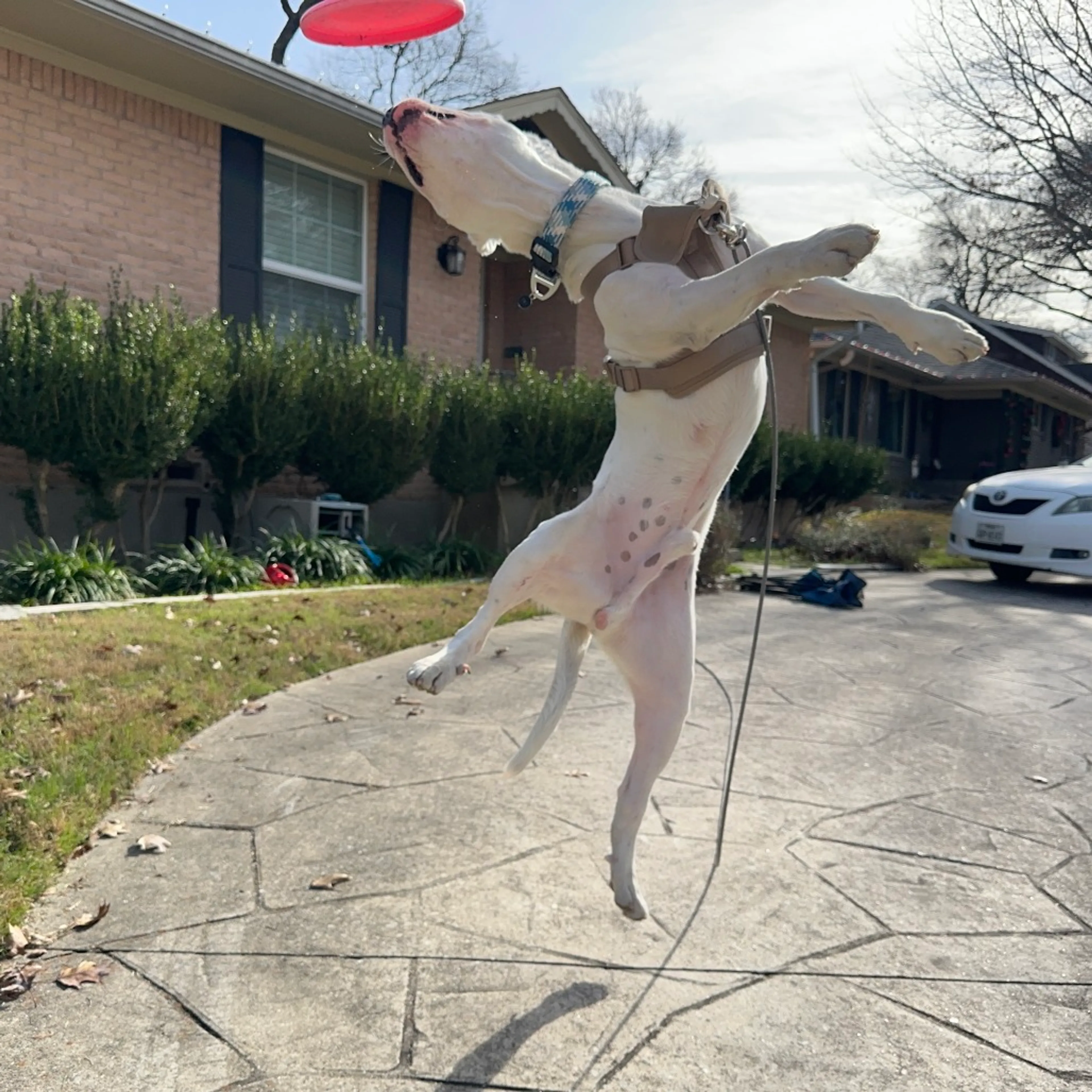 Found pet-10