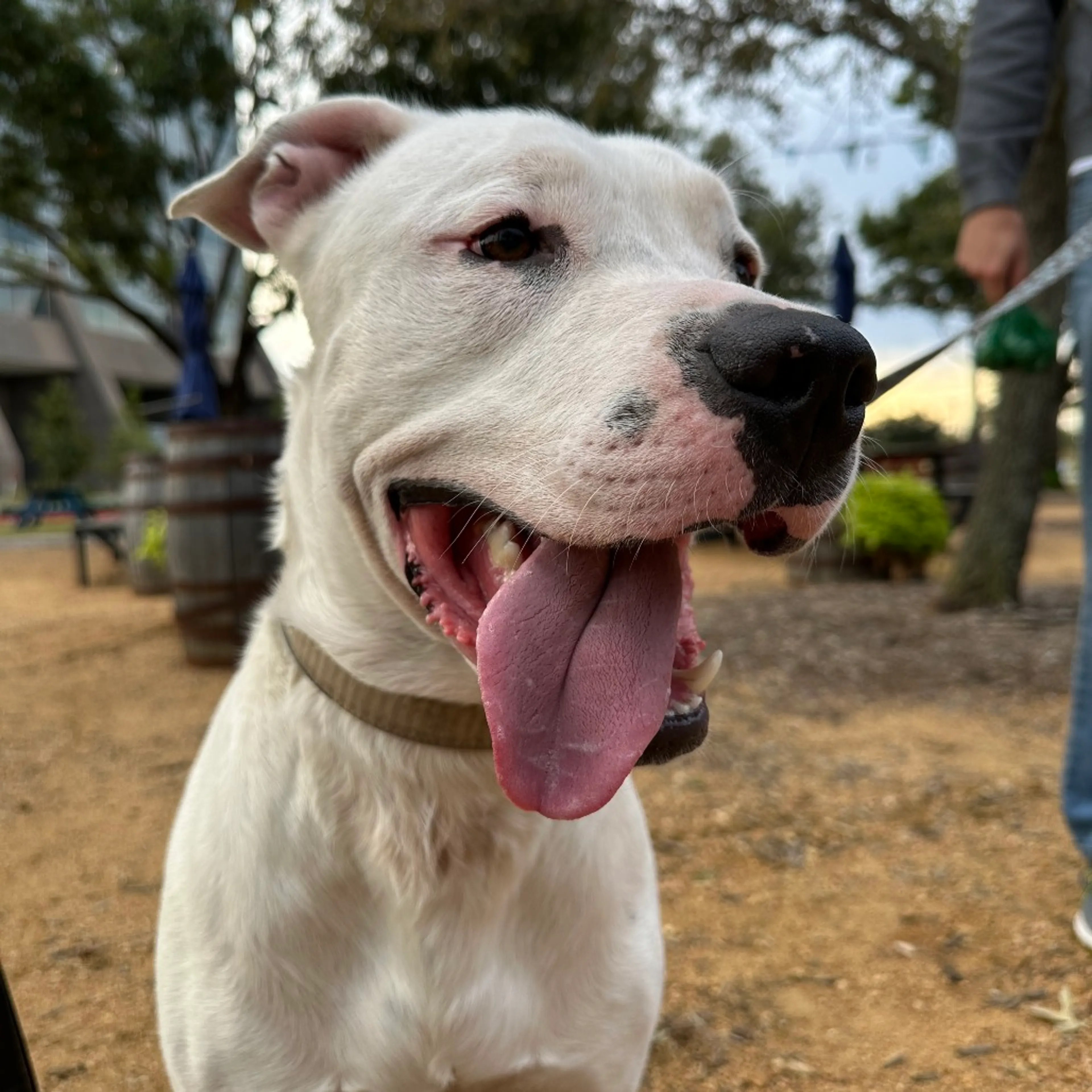Found pet-4
