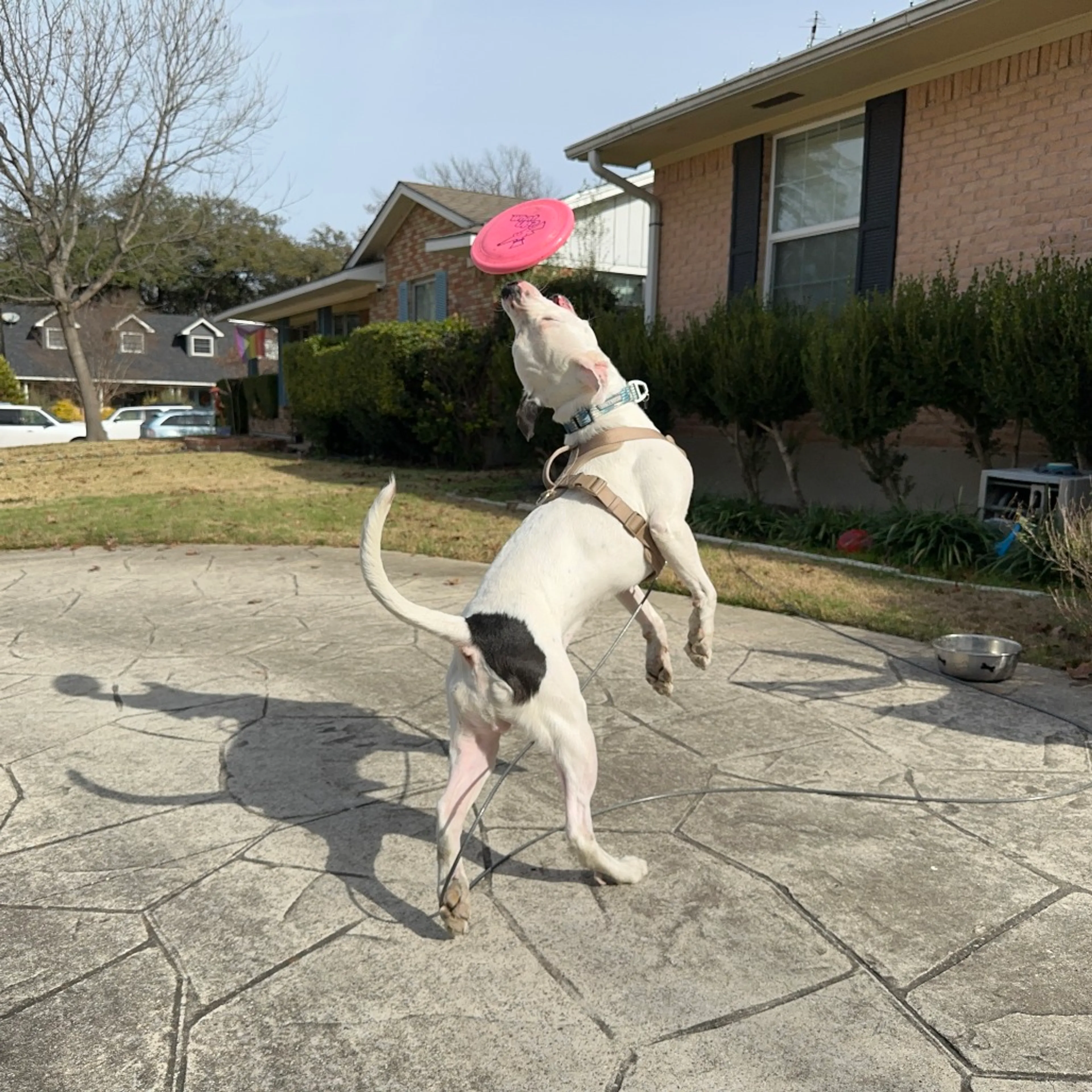 Found pet-12
