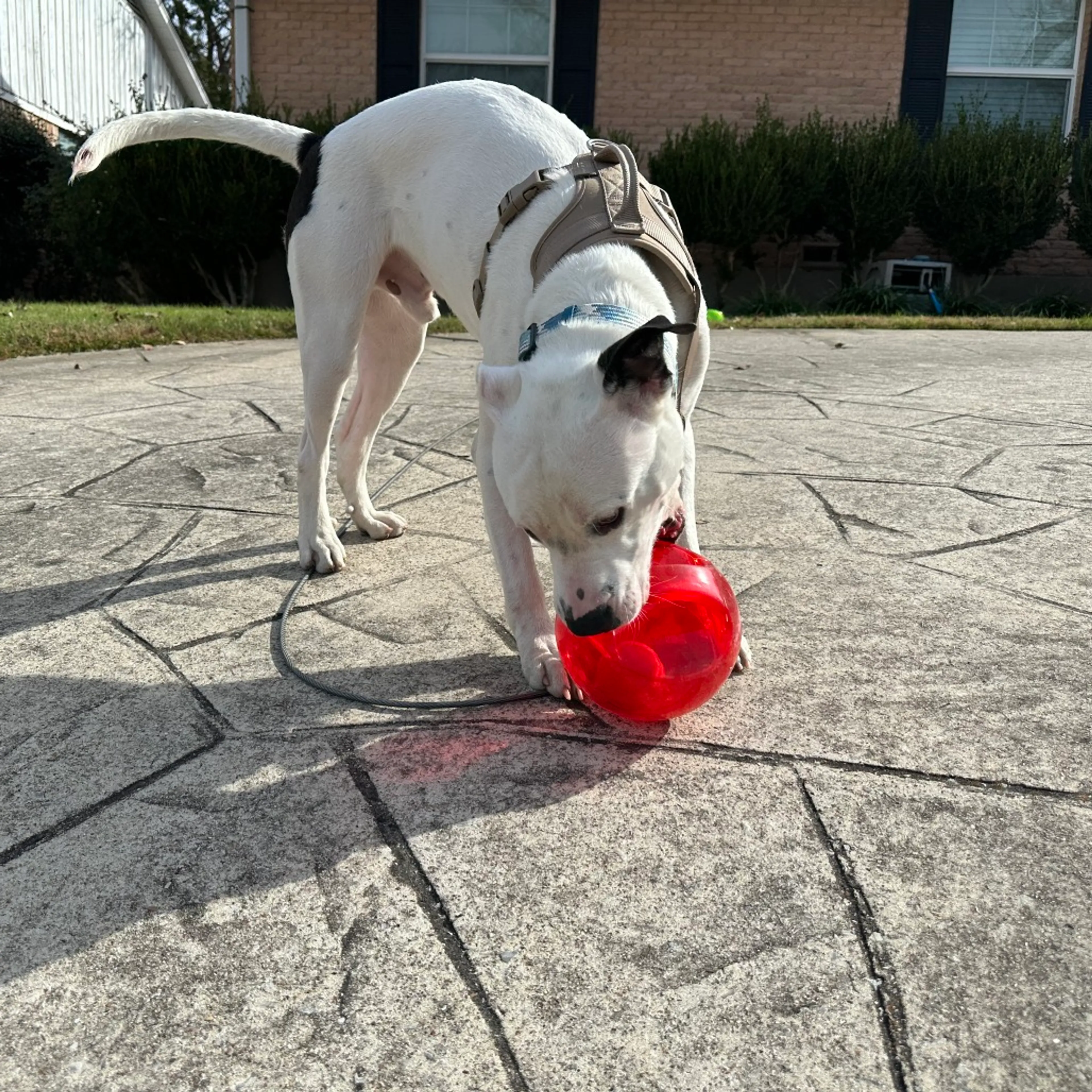 Found pet-13