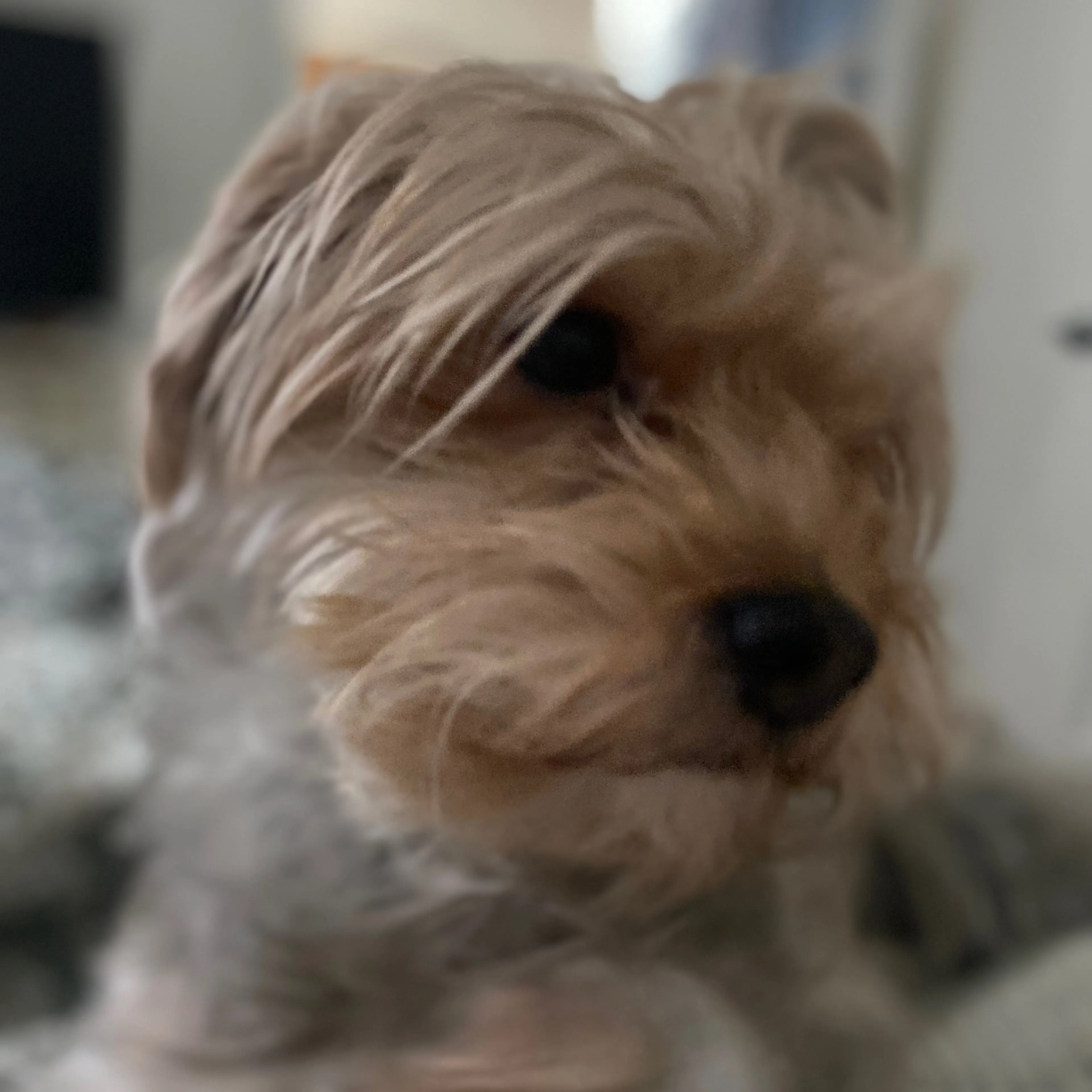 Lost pet-2