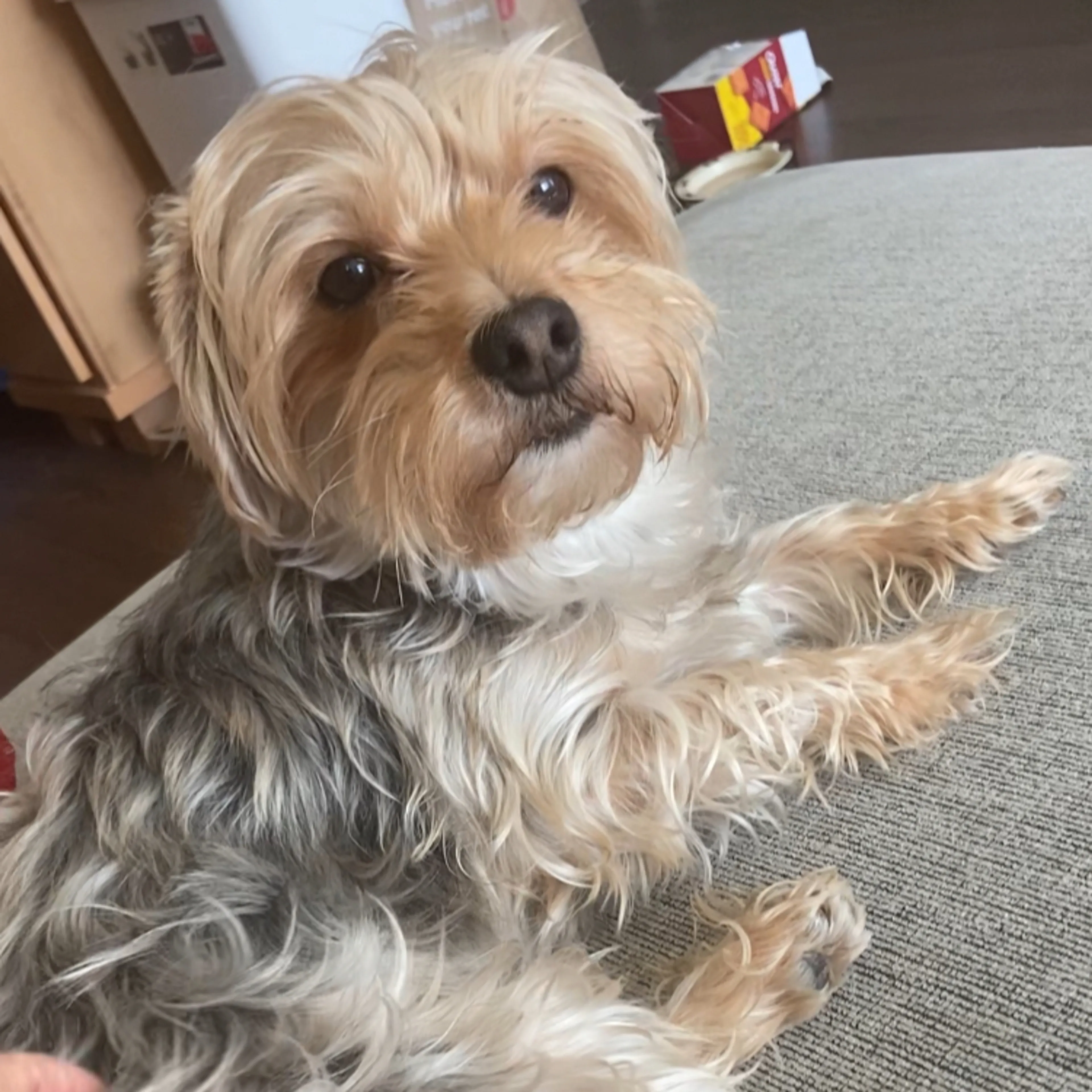Lost pet-1