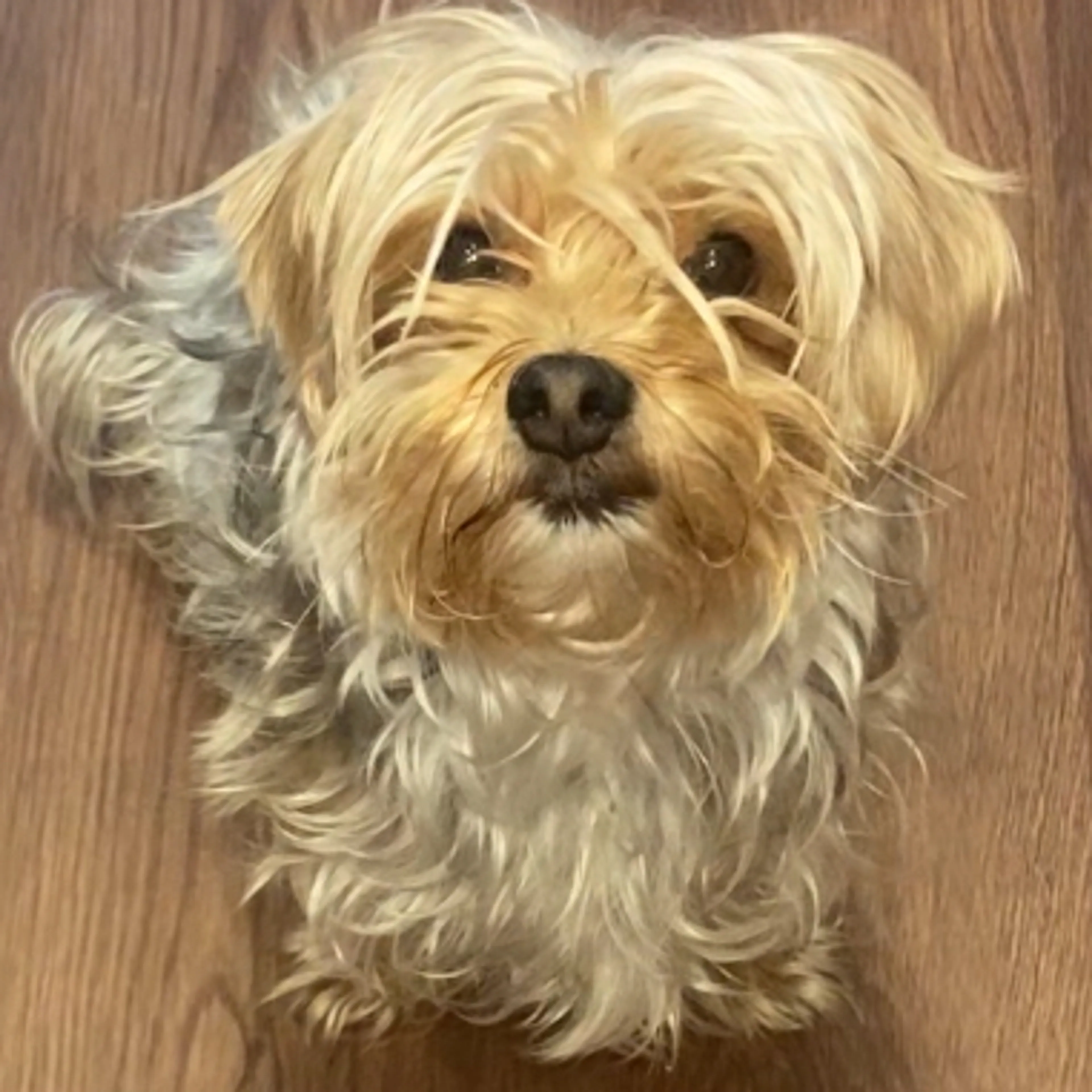 Lost pet-3