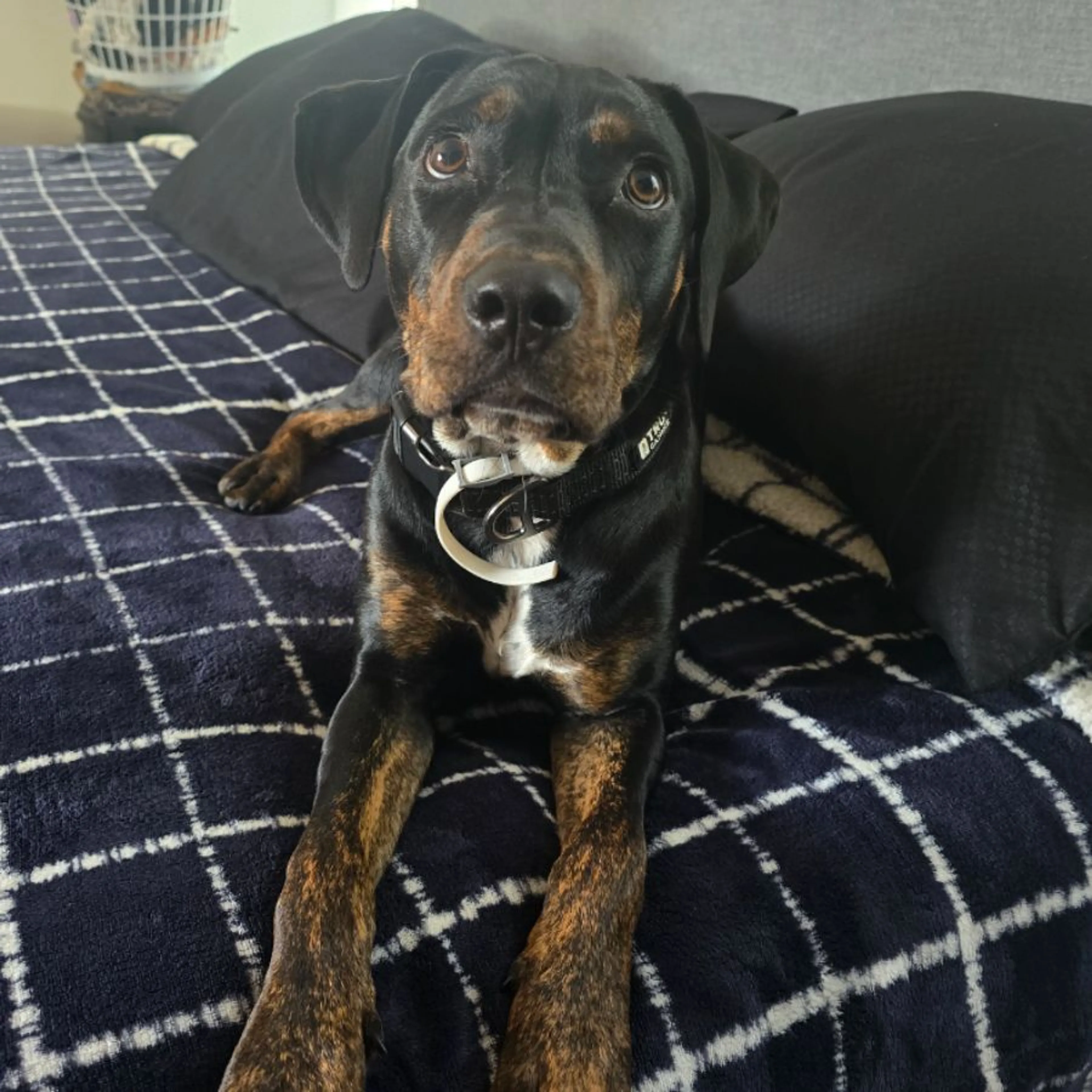 Lost pet