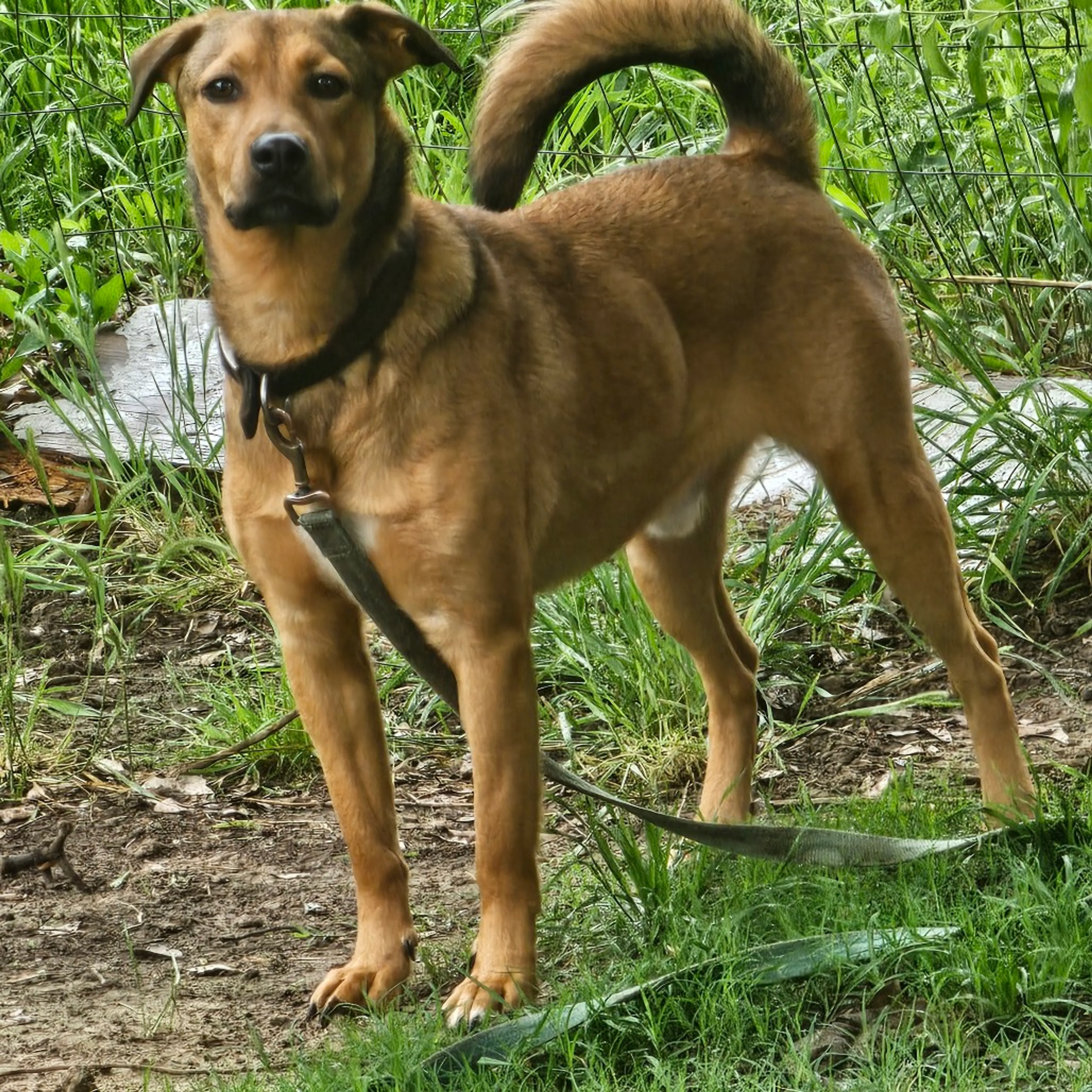 Found pet-9