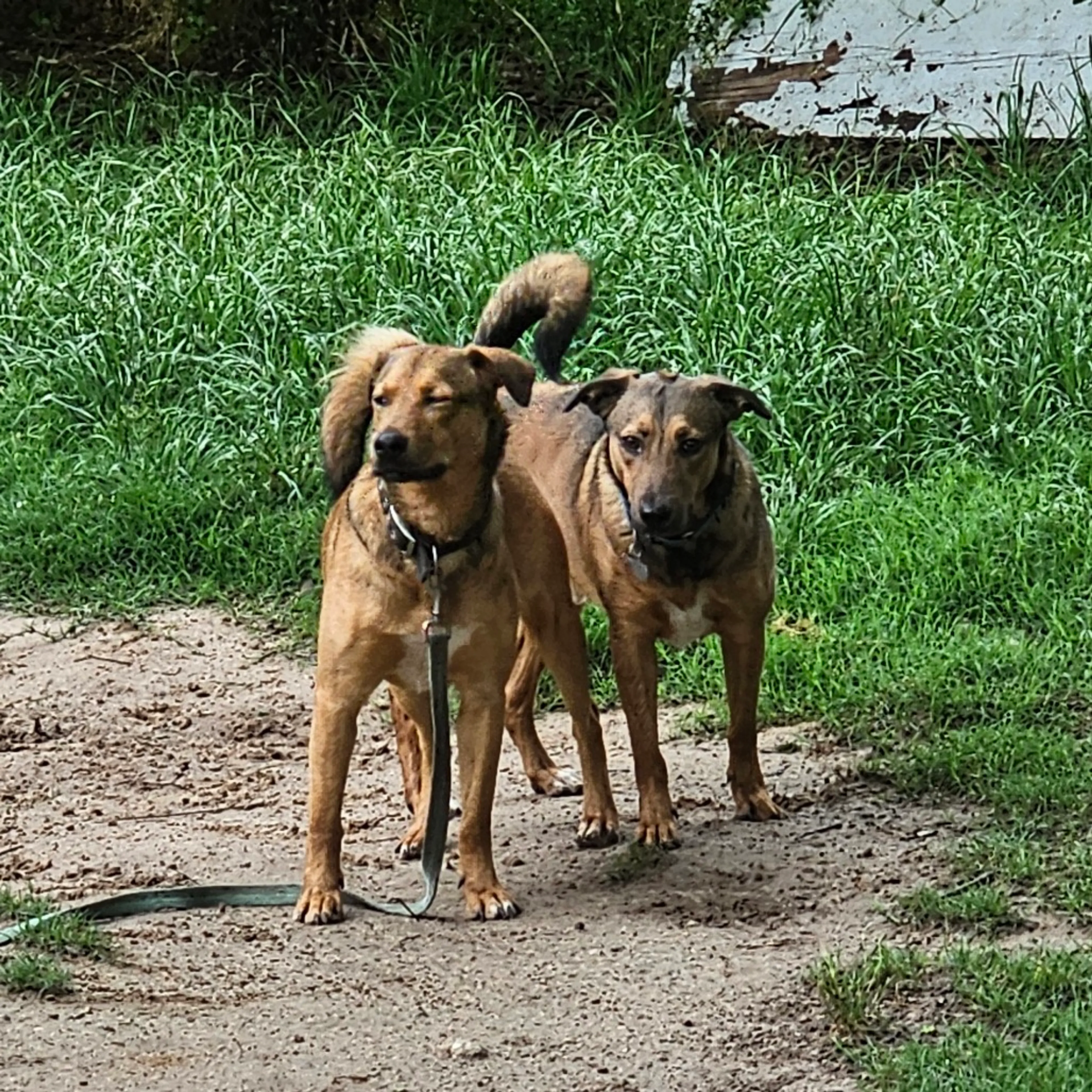 Found pet-8